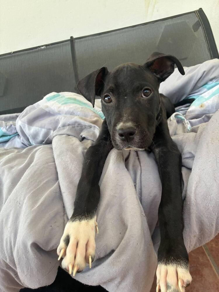 George, Adopted, Puppy Male Mixed Breed.