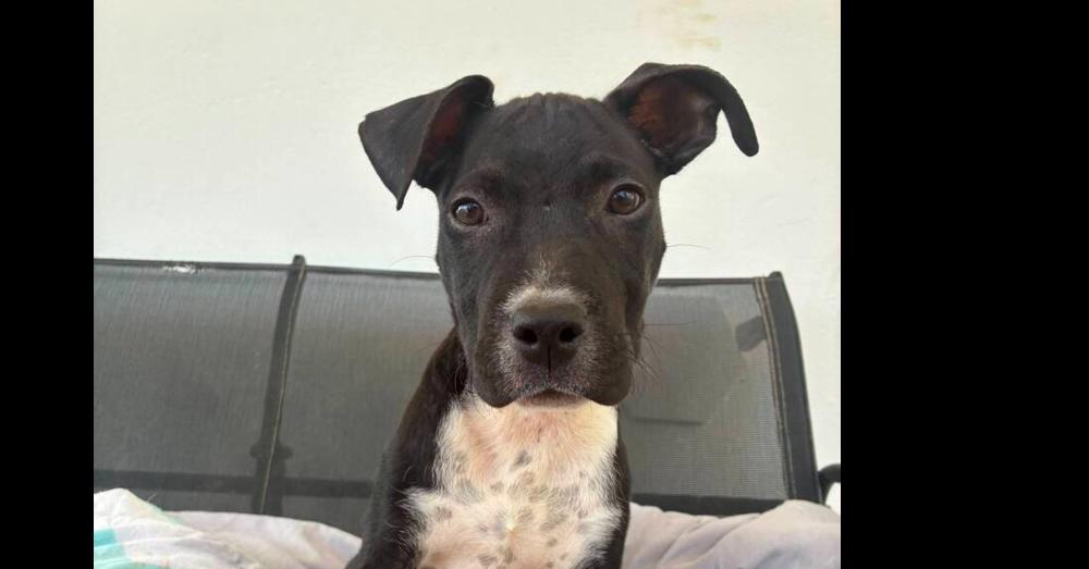 George, a Adopted mixed breed in Naranjito, PR image 2/3