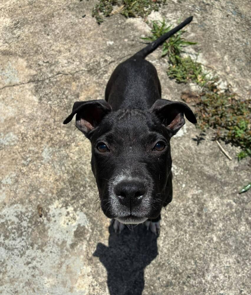 George, a Adopted mixed breed in Naranjito, PR image 3/3
