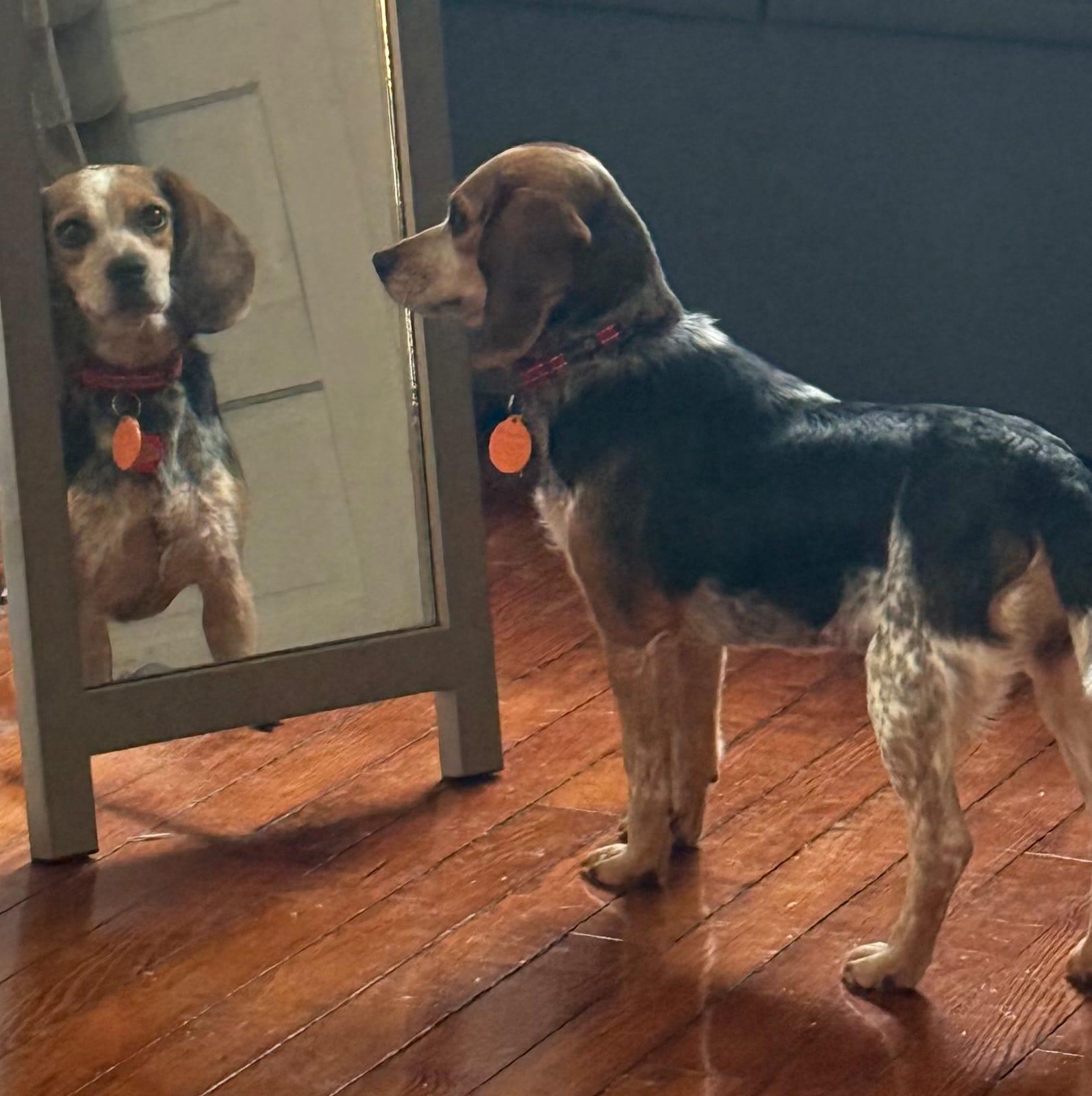 Enlarge Fox, a Adoptable Beagle in Dunnellon, FL image 1/3