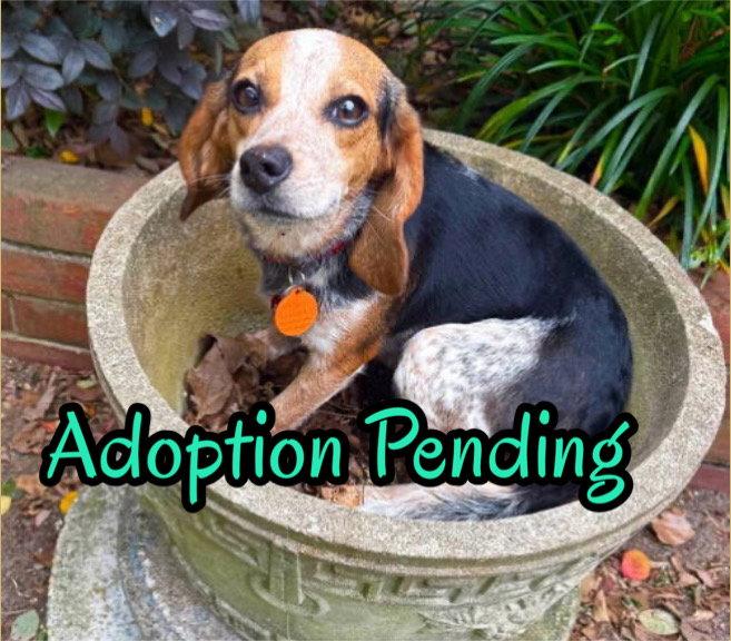 Enlarge Fox, a Adoptable Beagle in Dunnellon, FL image 2/3