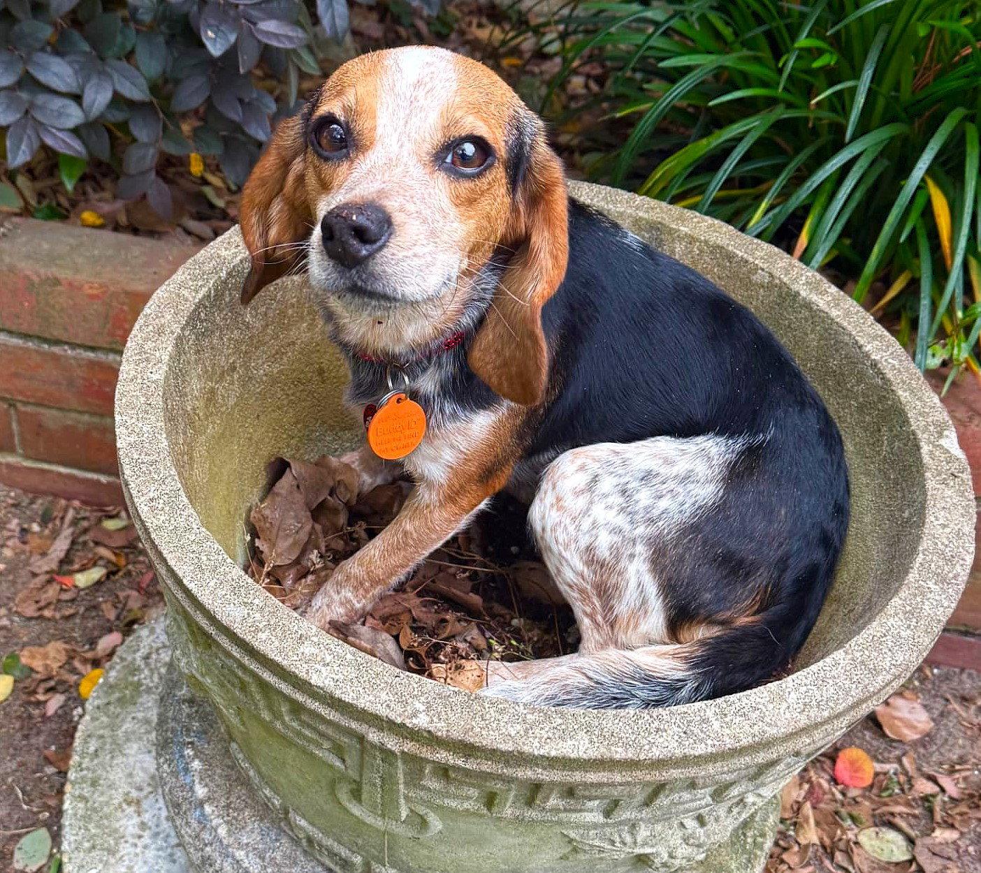 Enlarge Fox, a Adoptable Beagle in Dunnellon, FL image 3/3