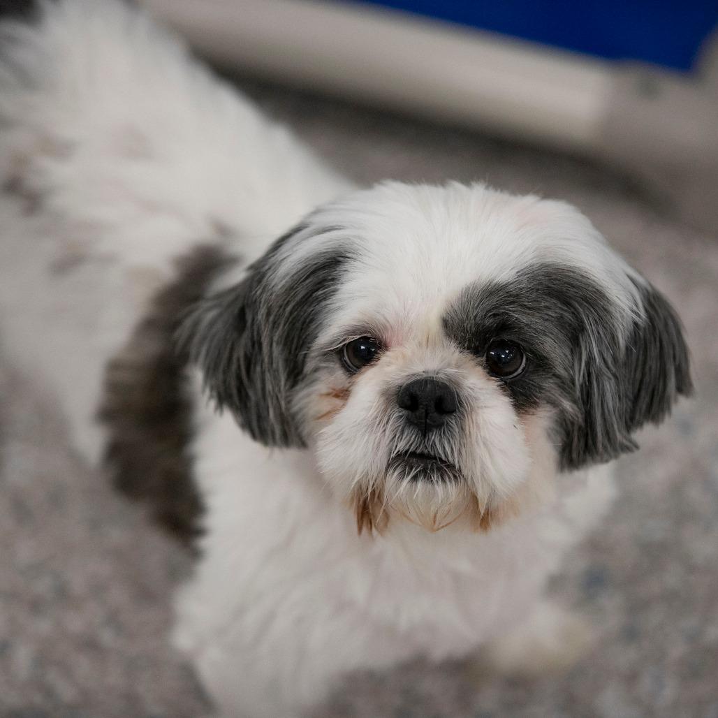 Enlarge Daisy Mae (N25-232), a Adoptable Shih Tzu in Peyton, CO image 2/4