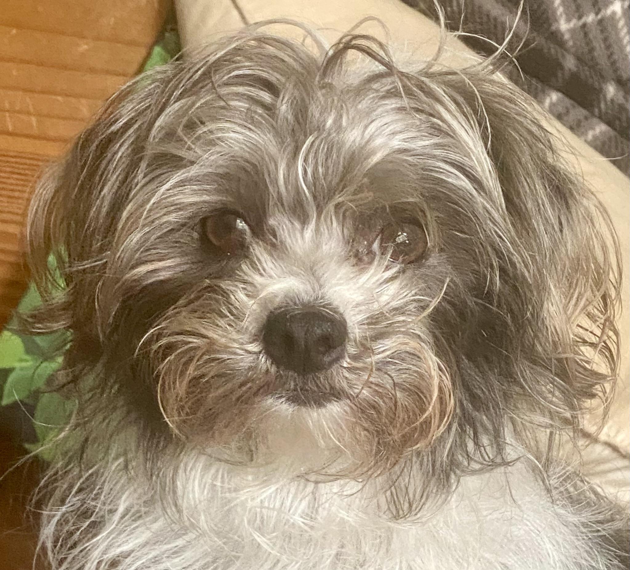 Posey, an adoptable Maltese in Newport Beach, CA, 92660 | Photo Image 3