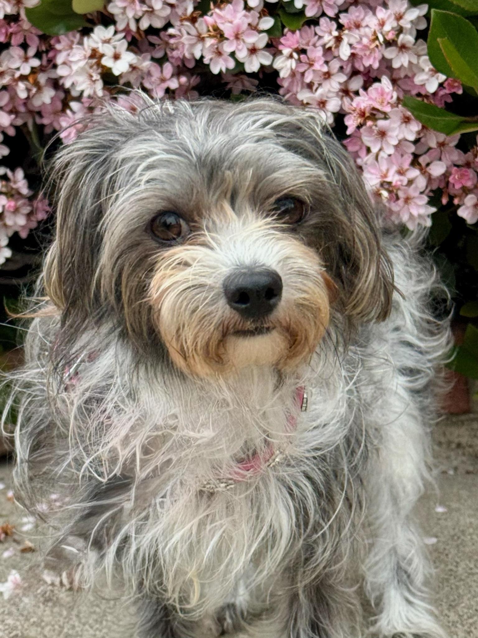 Posey, an adoptable Maltese in Newport Beach, CA, 92660 | Photo Image 1