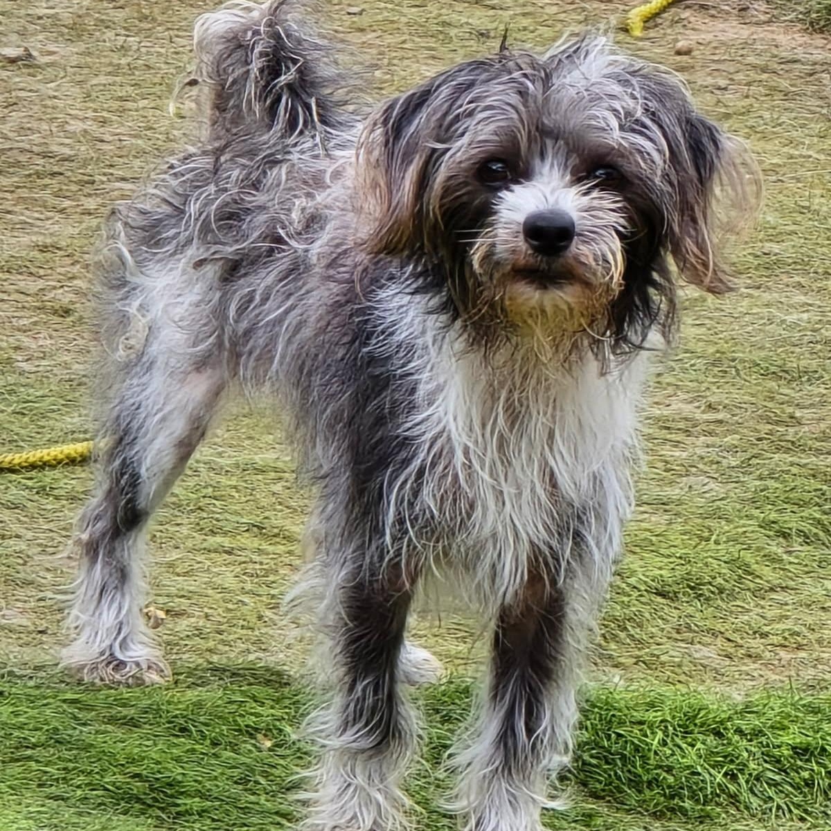 Posey, an adoptable Maltese in Newport Beach, CA, 92660 | Photo Image 2