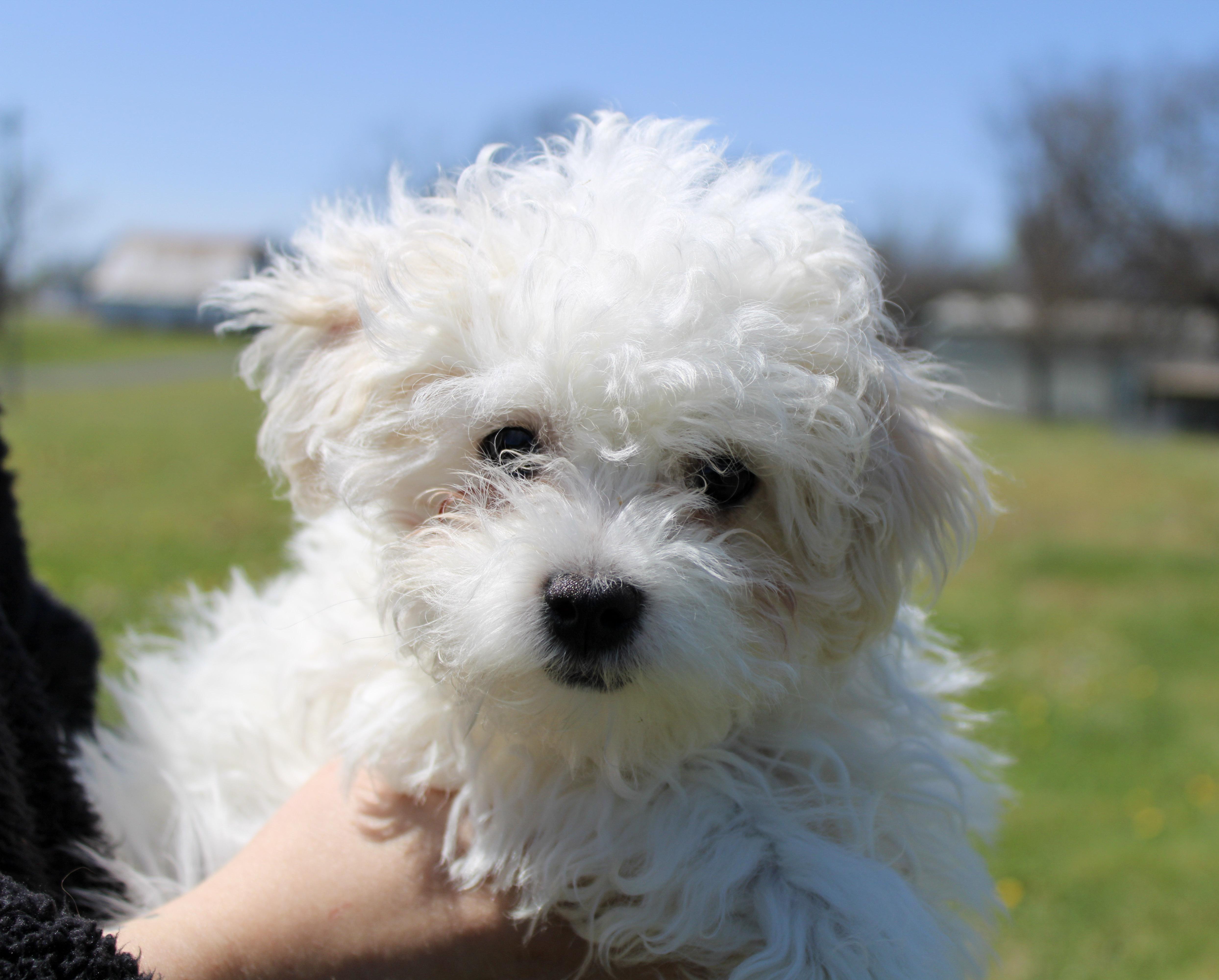 Madelyn, a ADOPTABLE Maltese in Neosho, MO image 1/2