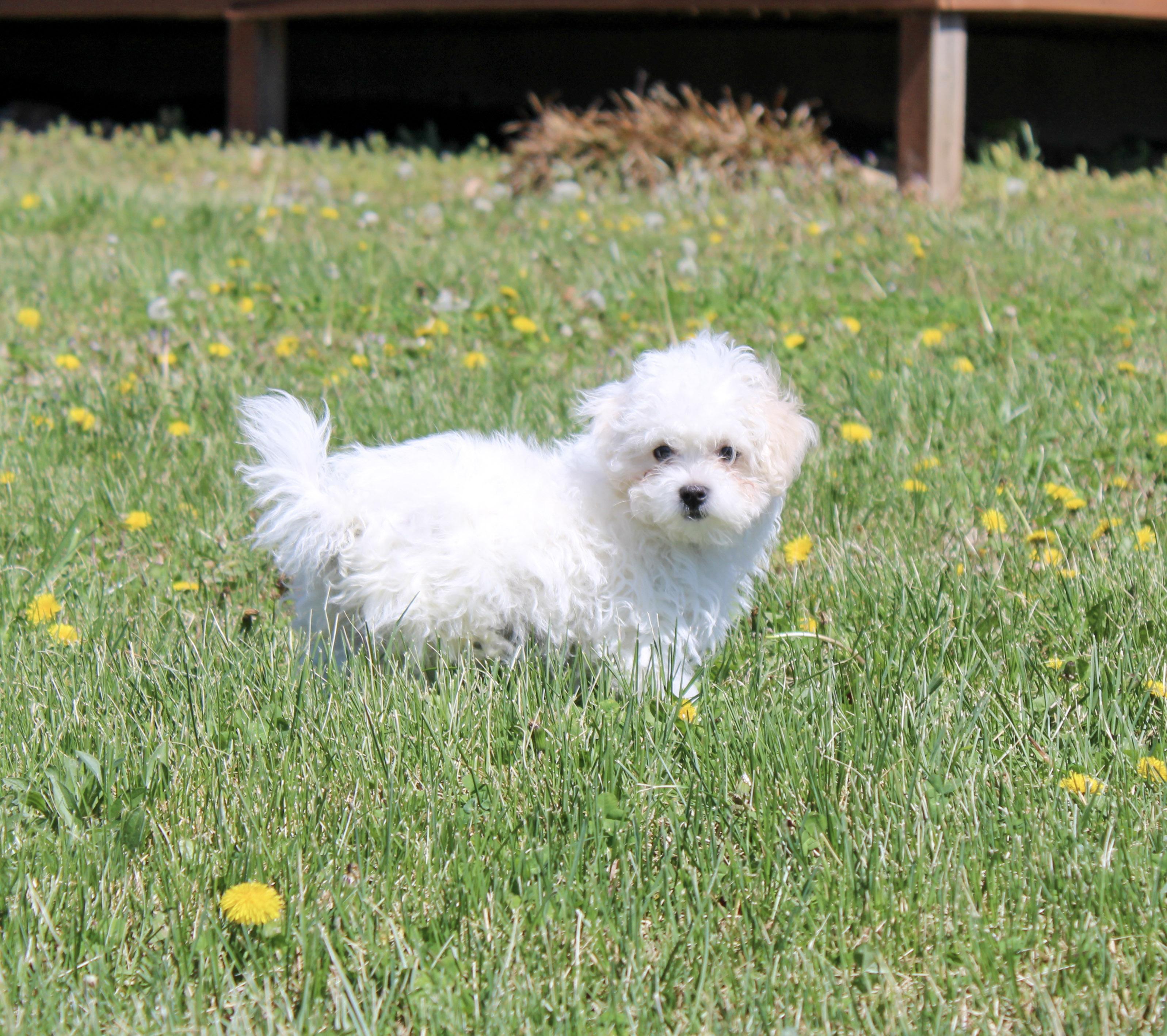 Madelyn, a ADOPTABLE Maltese in Neosho, MO image 2/2