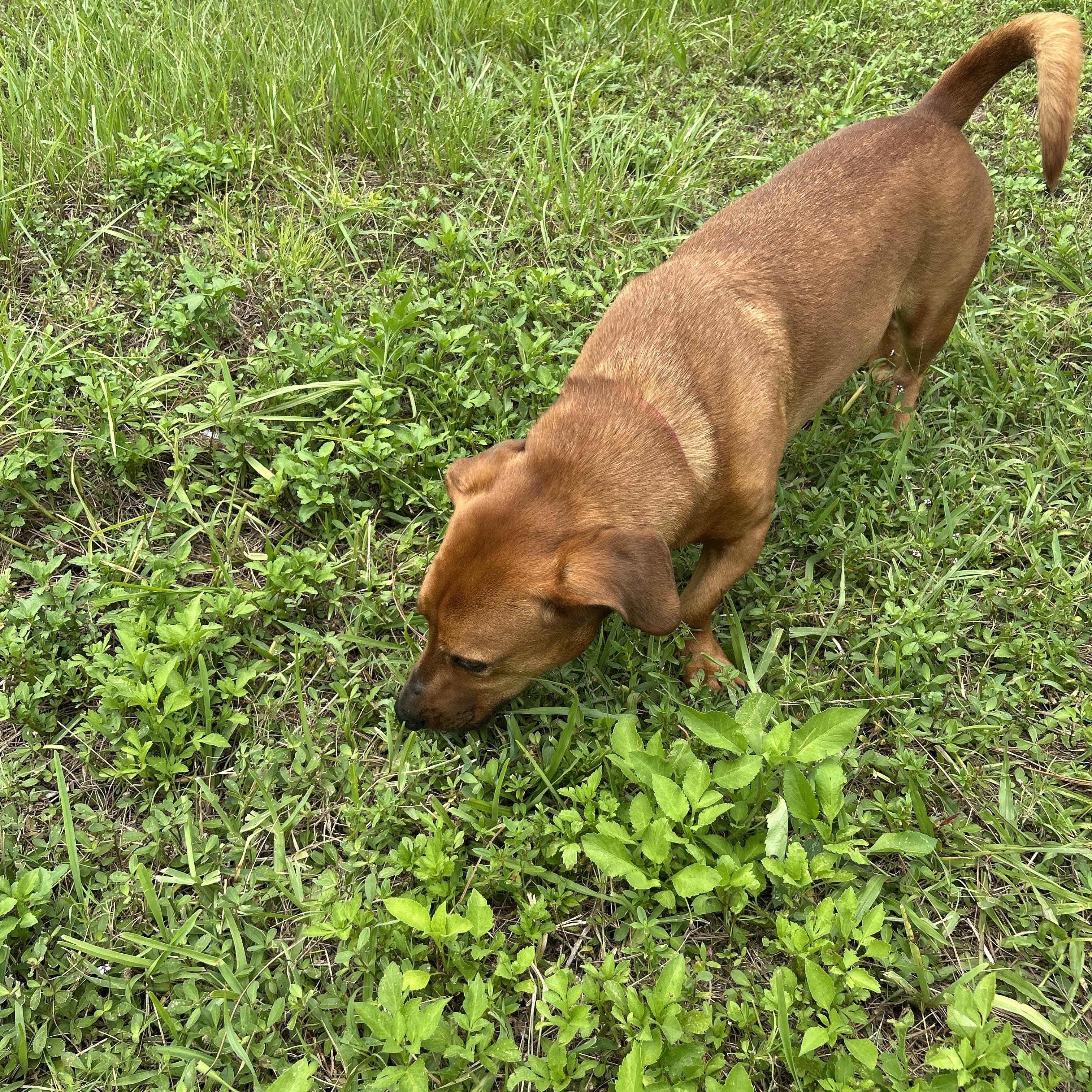 Max, a Adoptable mixed breed in Boca Raton, FL image 2/6