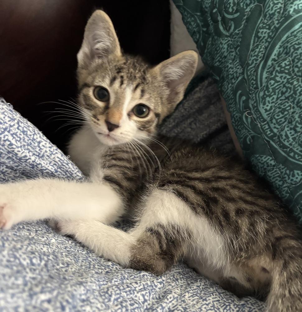 Tae, Adoptable, Kitten Male Domestic Short Hair & Tabby.