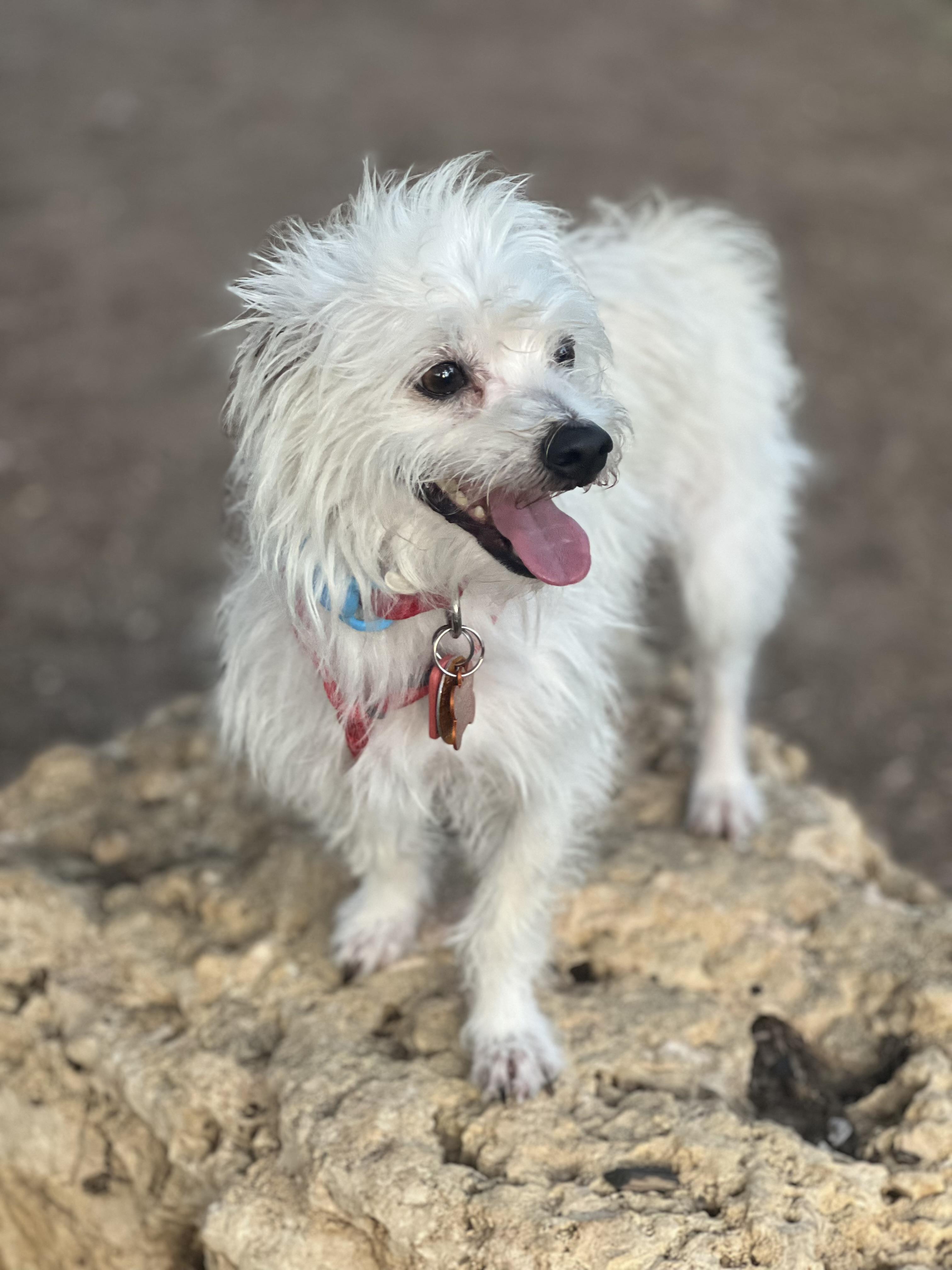 Enlarge Truman, a Adoptable Maltipoo in Austin, TX image 3/3