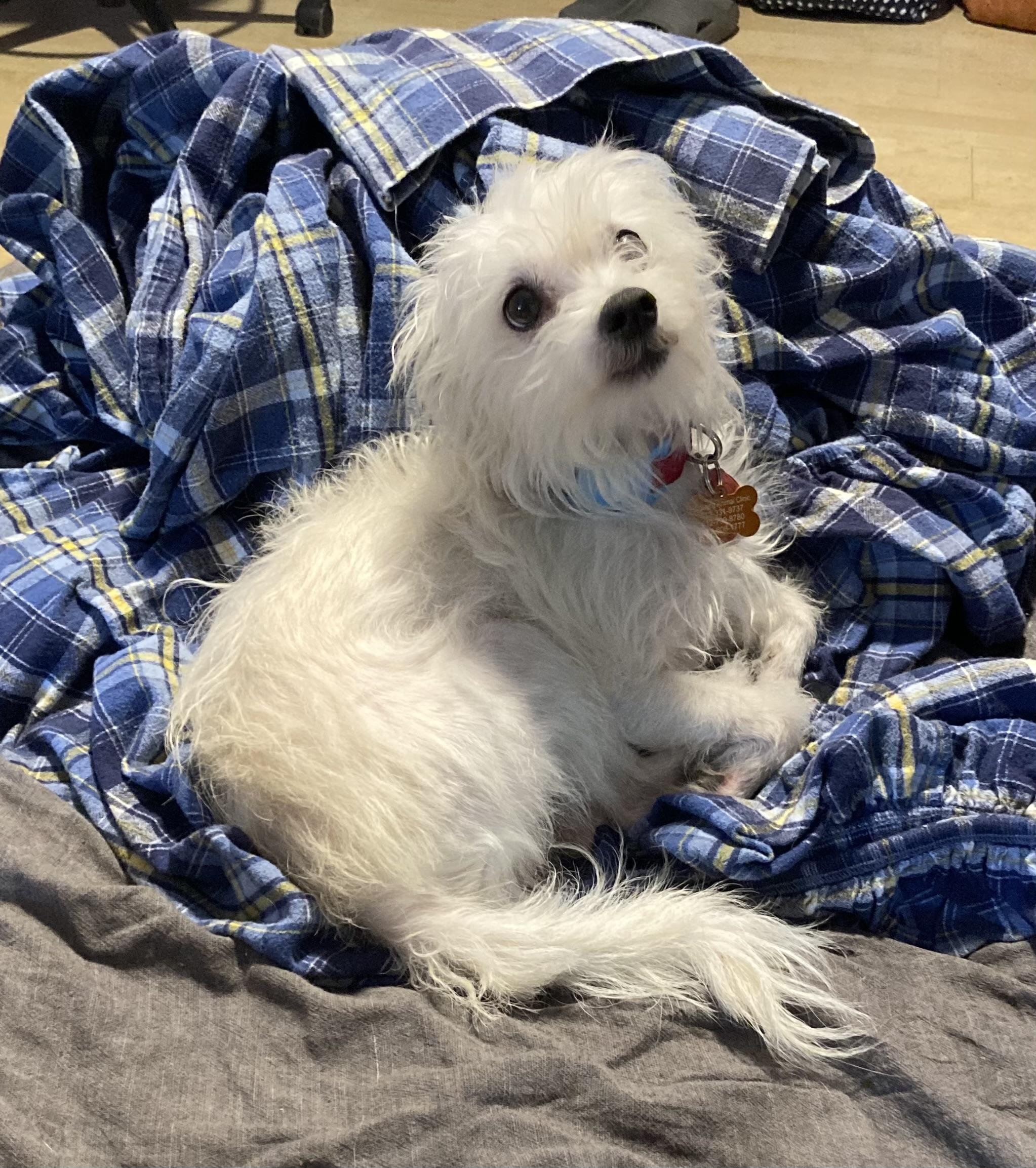 Truman, Adoptable, Adult Male Maltese.