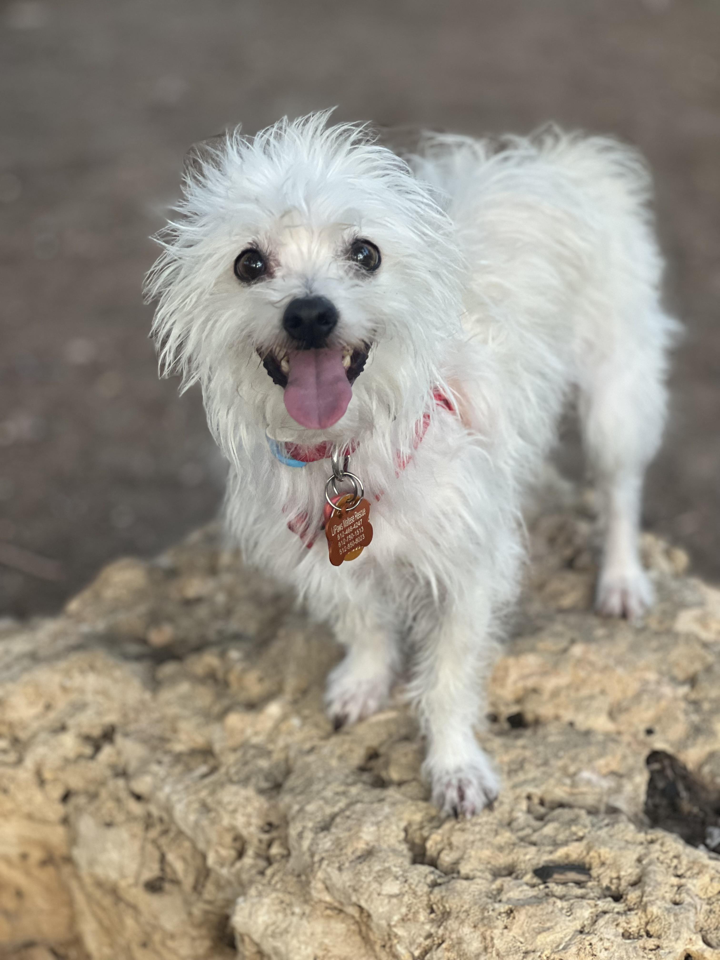 Enlarge Truman, a Adoptable Maltipoo in Austin, TX image 2/3