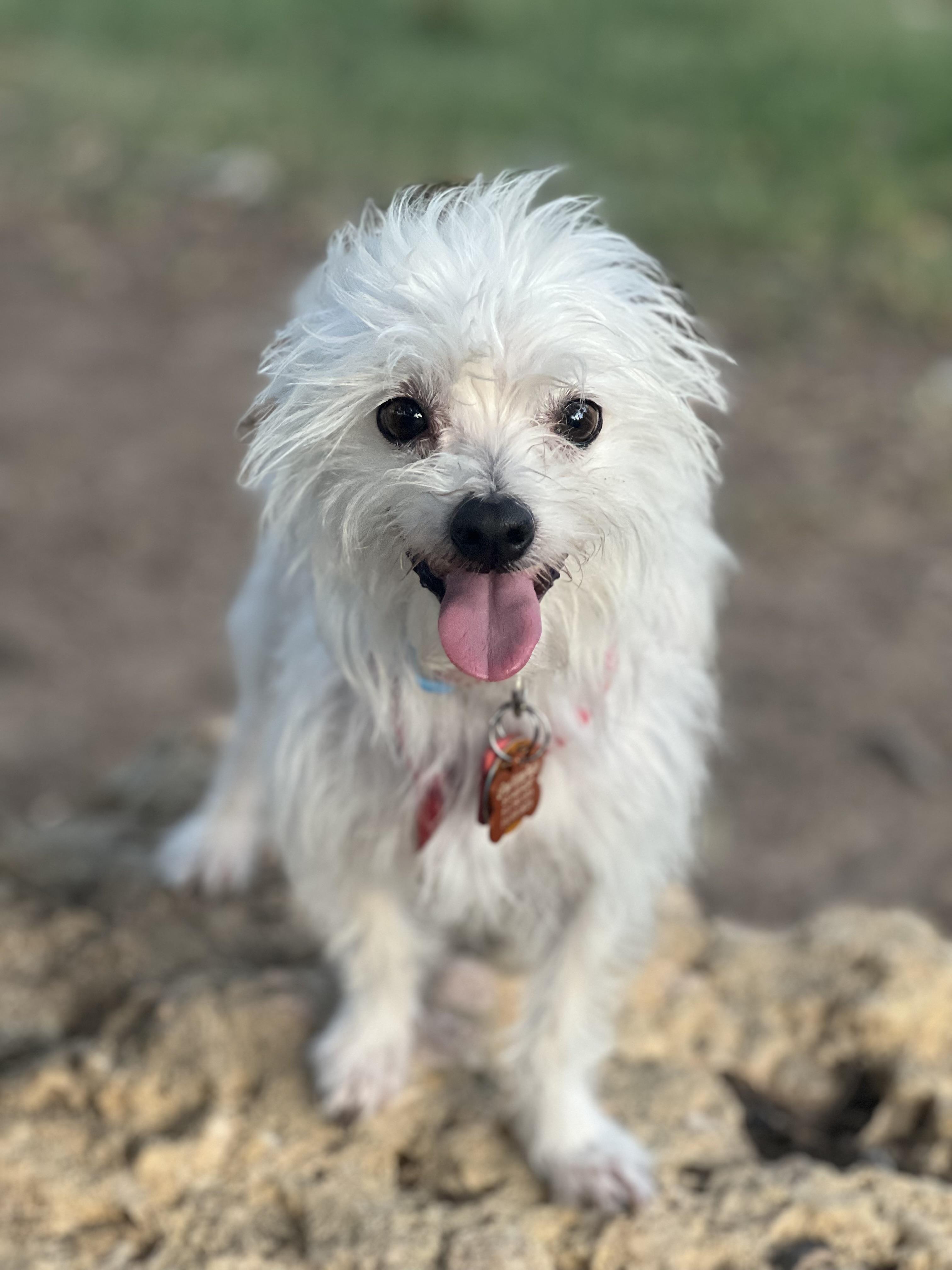 Truman, Adoptable, Adult Male Maltipoo.