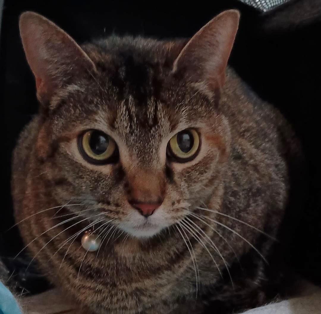 MATTIE PEARL, a Adoptable Domestic Short Hair in Wilmington, NC image 3/3