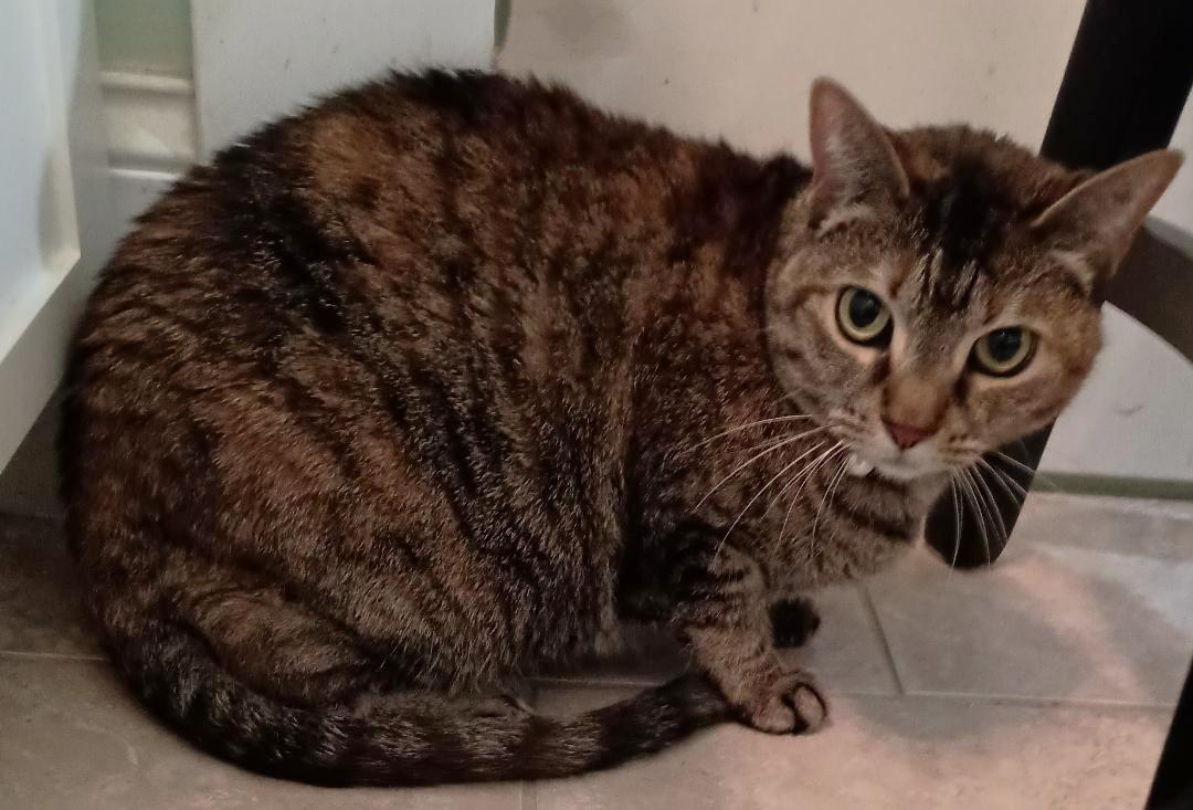 MATTIE PEARL, Adoptable, Adult Female Domestic Short Hair.