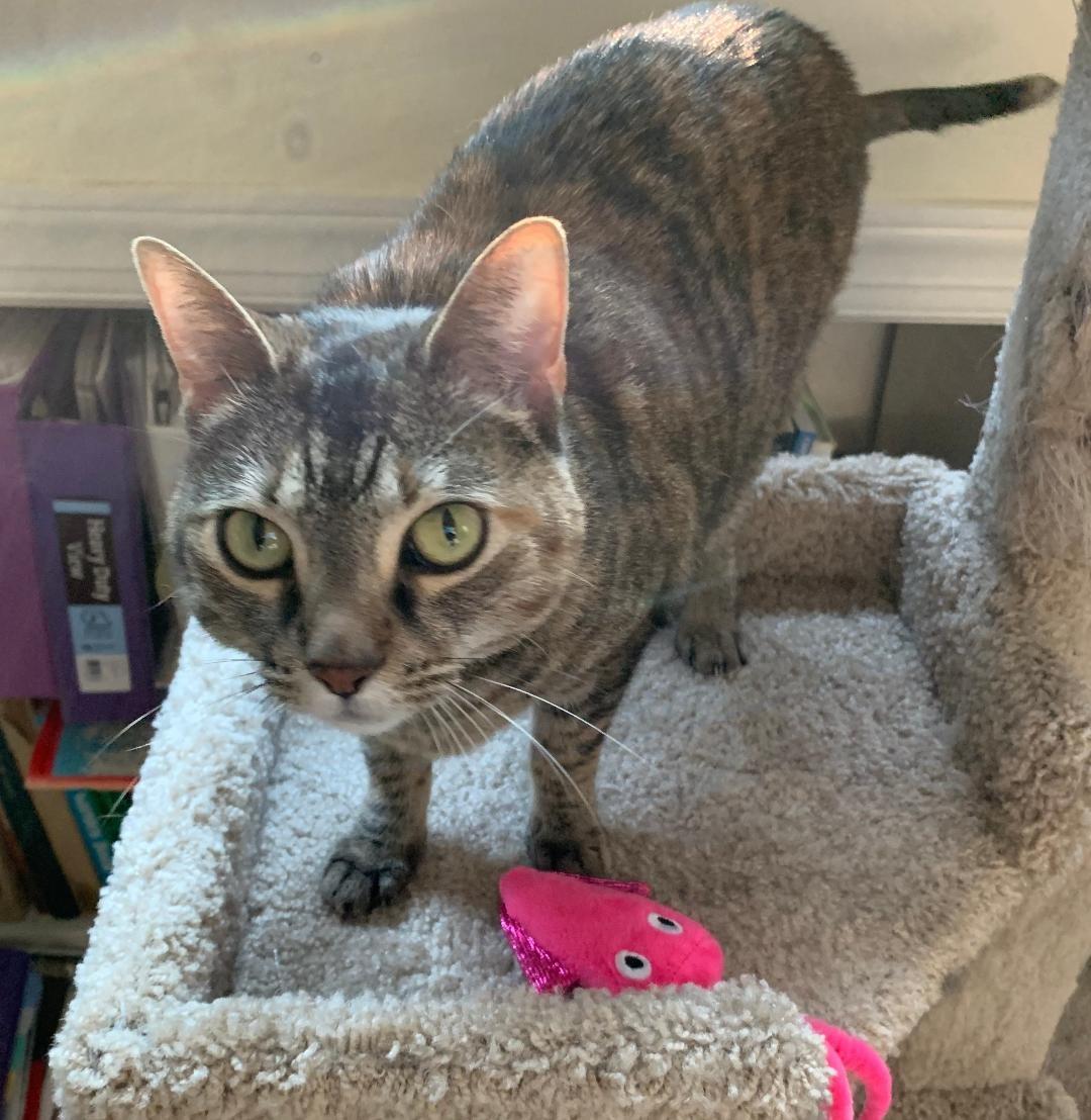 MATTIE PEARL, a Adoptable Domestic Short Hair in Wilmington, NC image 2/3