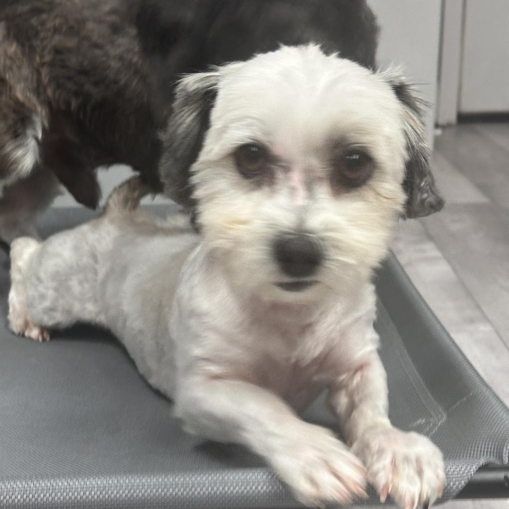 Fantasia, Adoptable, Adult Female Havanese & Shih Tzu.