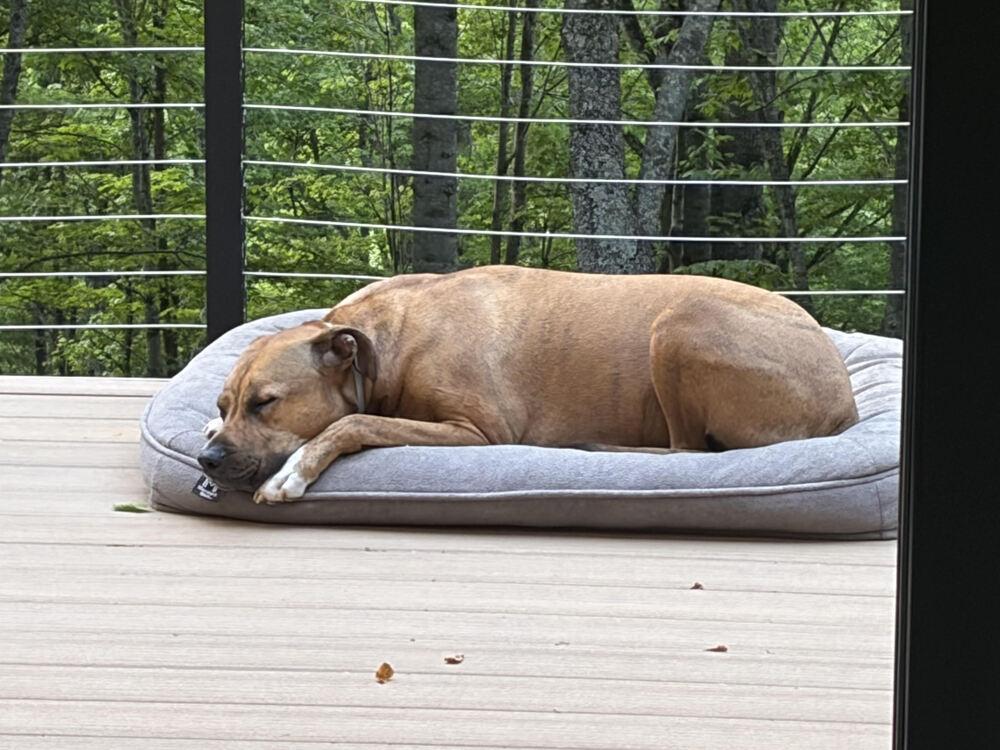 Finley, Adoptable, Adult Male Mixed Breed.