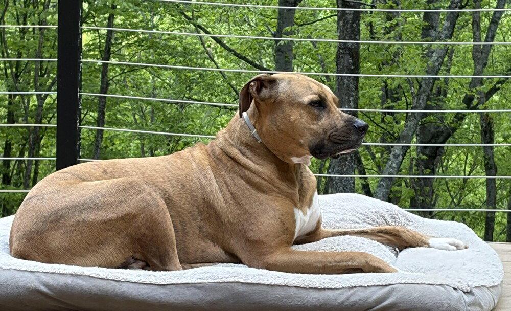 Finley, a Adoptable Mixed Breed in Candler, NC image 3/3