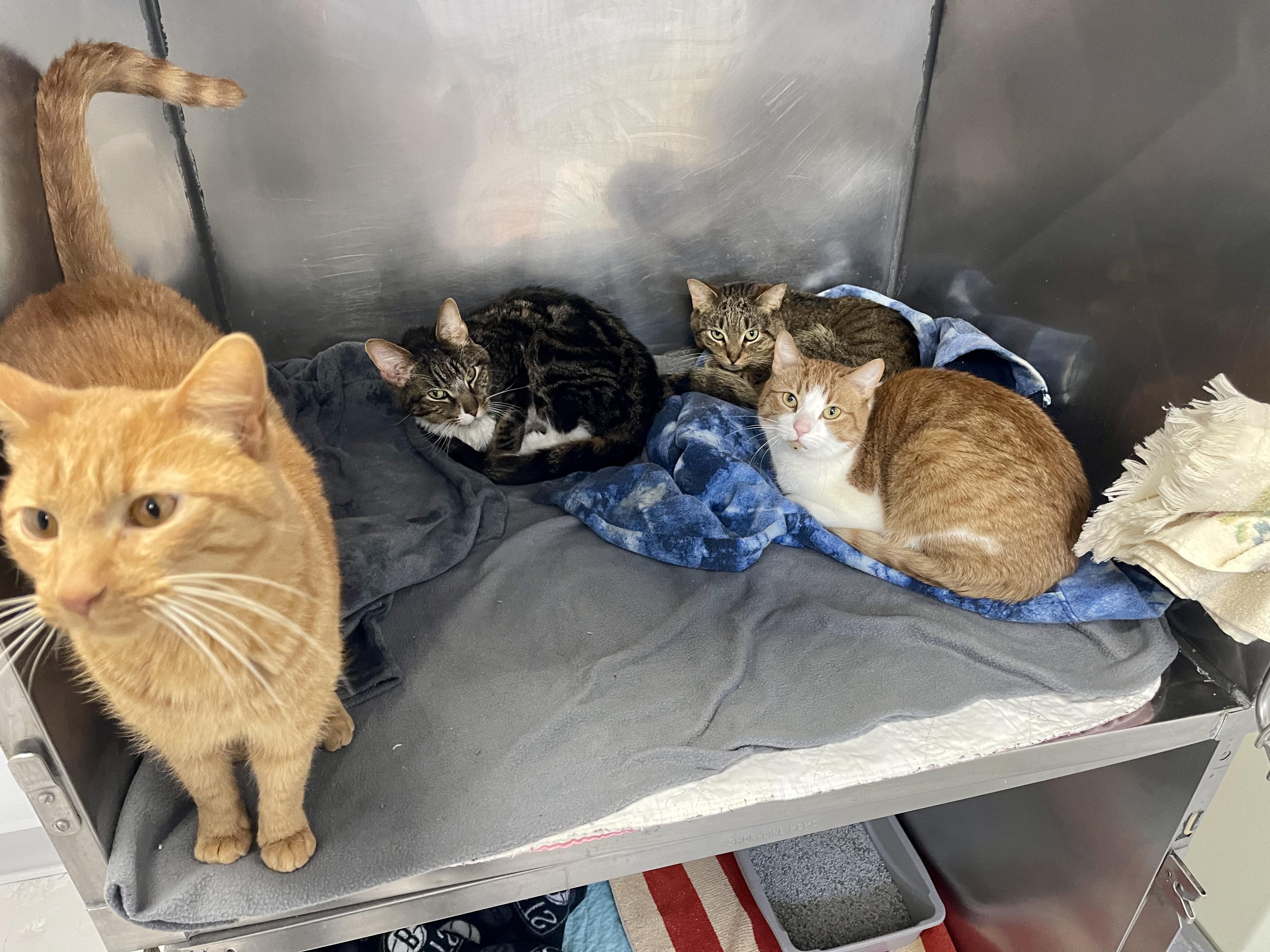 Tommy, a ADOPTABLE Domestic Short Hair in Rock Hill, NY image 2/2