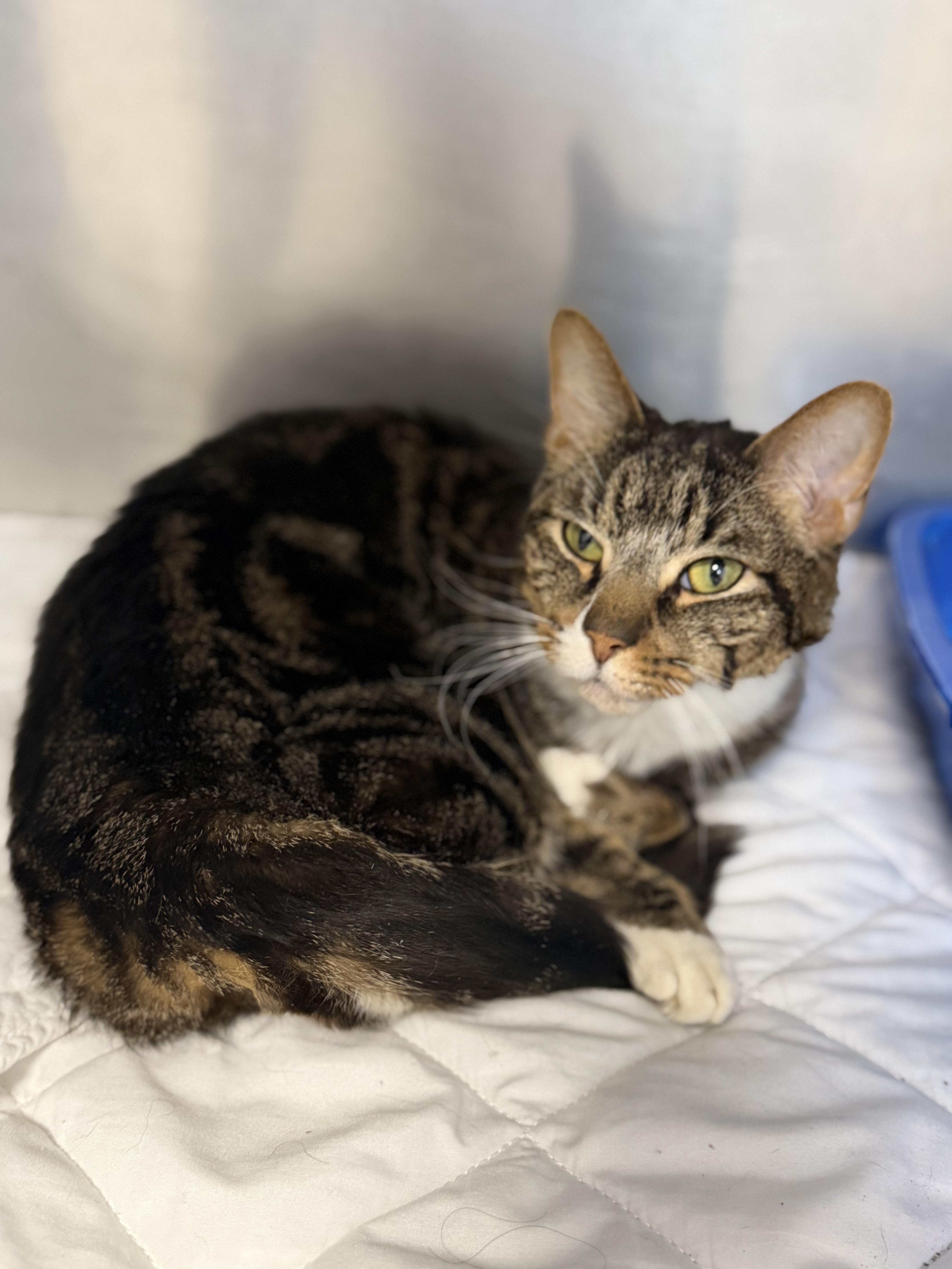 Tommy, a ADOPTABLE Domestic Short Hair in Rock Hill, NY image 1/2