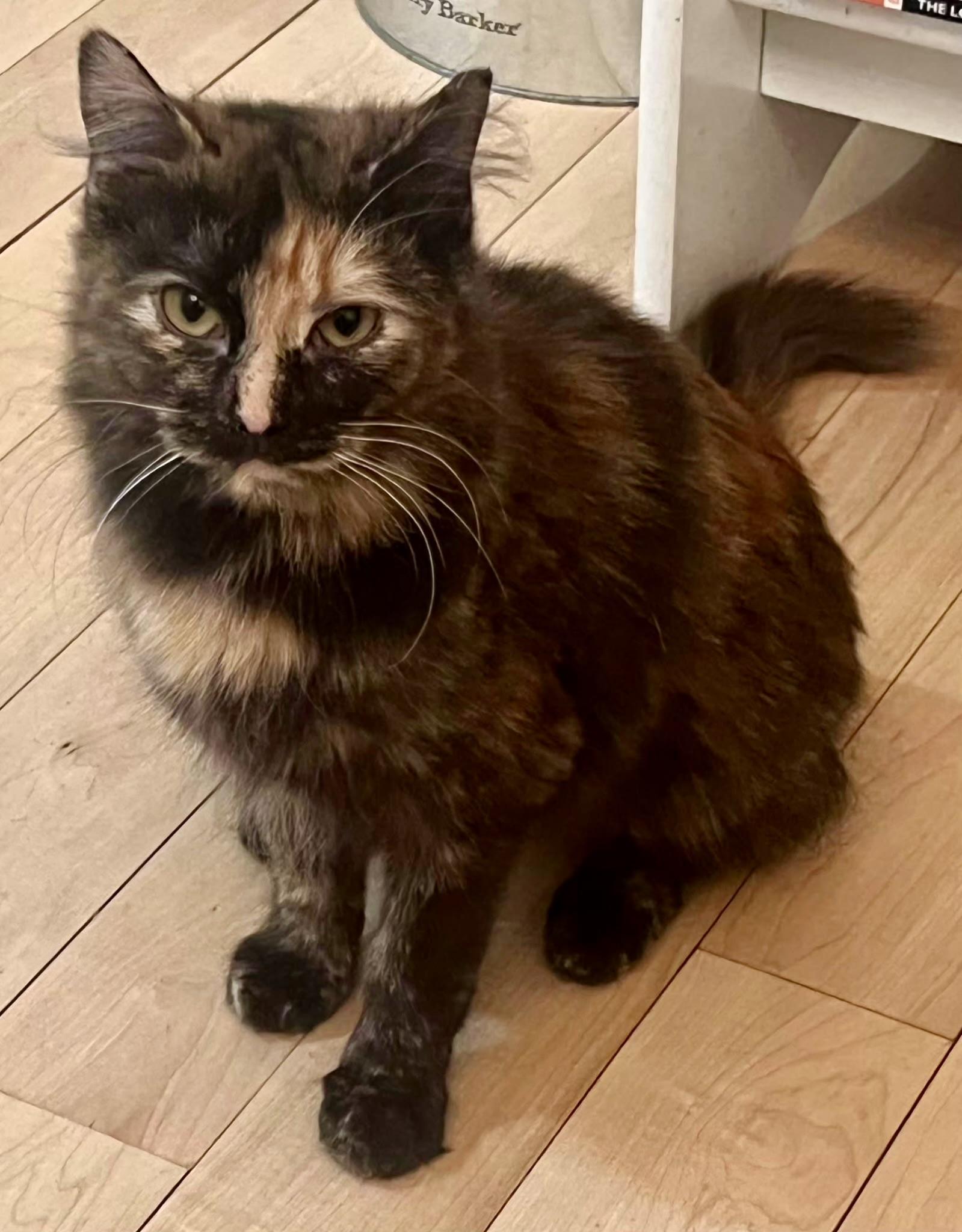 Enlarge Deedee, a Adoptable Domestic Short Hair in East Hanover, NJ image 2/3