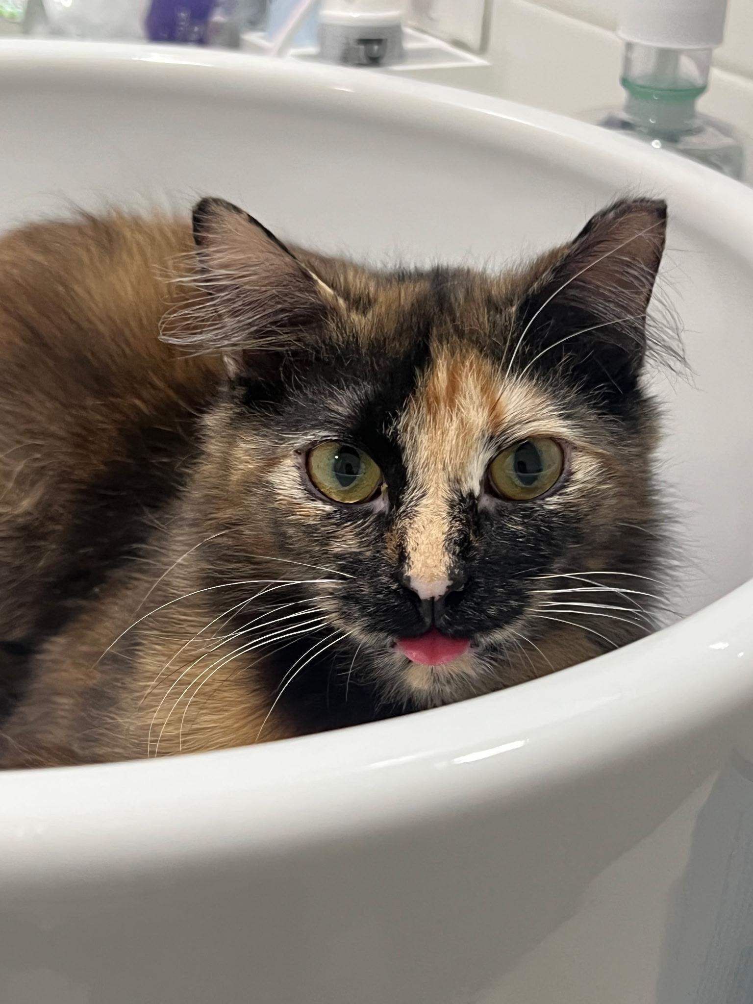 Deedee, Adoptable, Kitten Female Domestic Medium Hair.