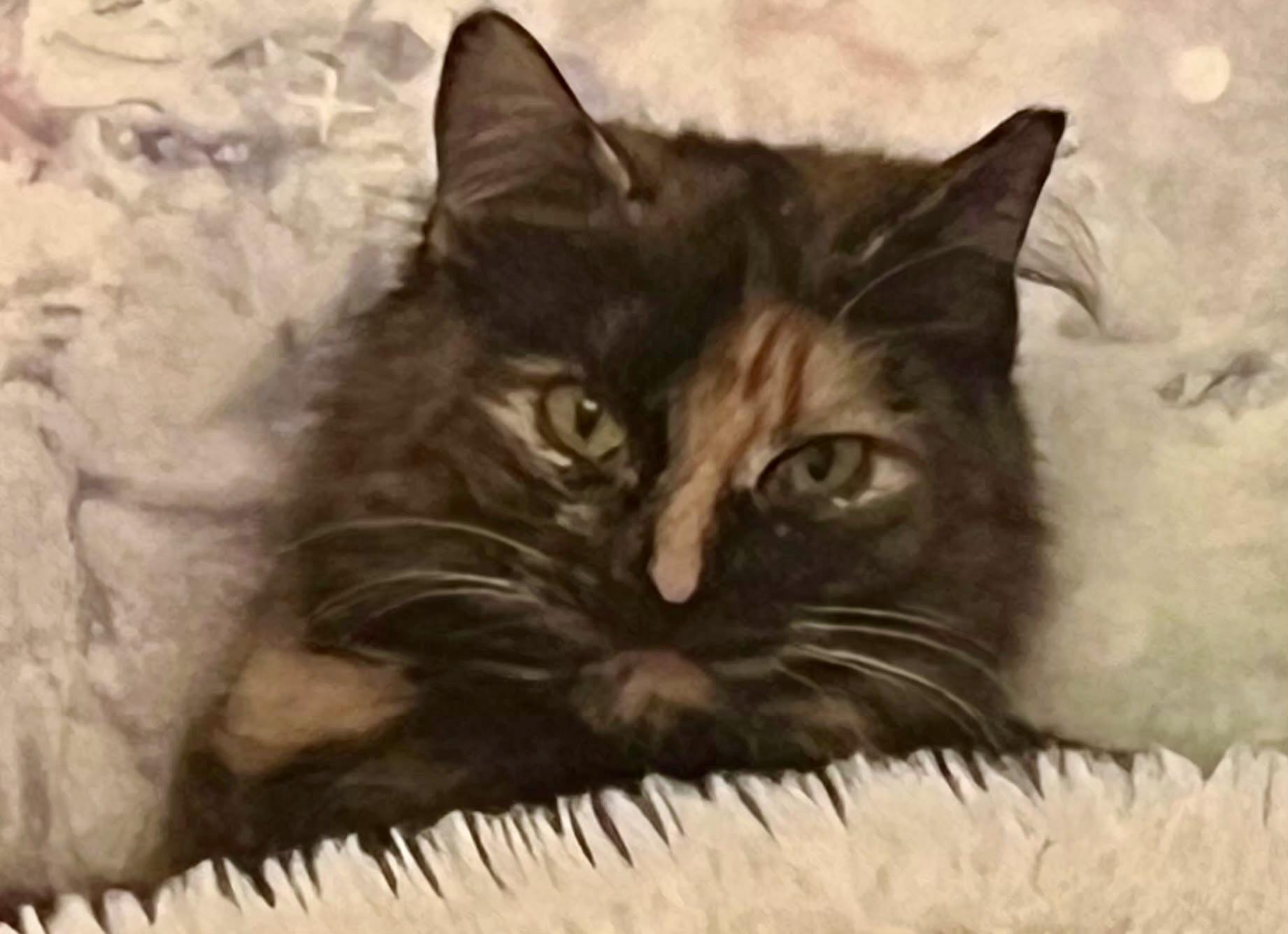 Enlarge Deedee, a Adoptable Domestic Short Hair in East Hanover, NJ image 1/3