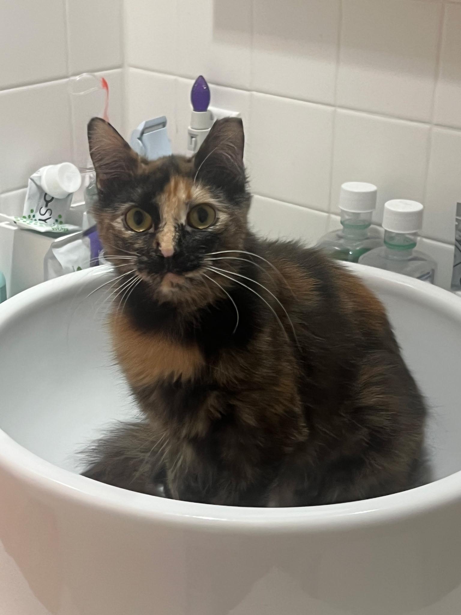 Enlarge Deedee, a Adoptable Domestic Medium Hair in East Hanover, NJ image 4/5