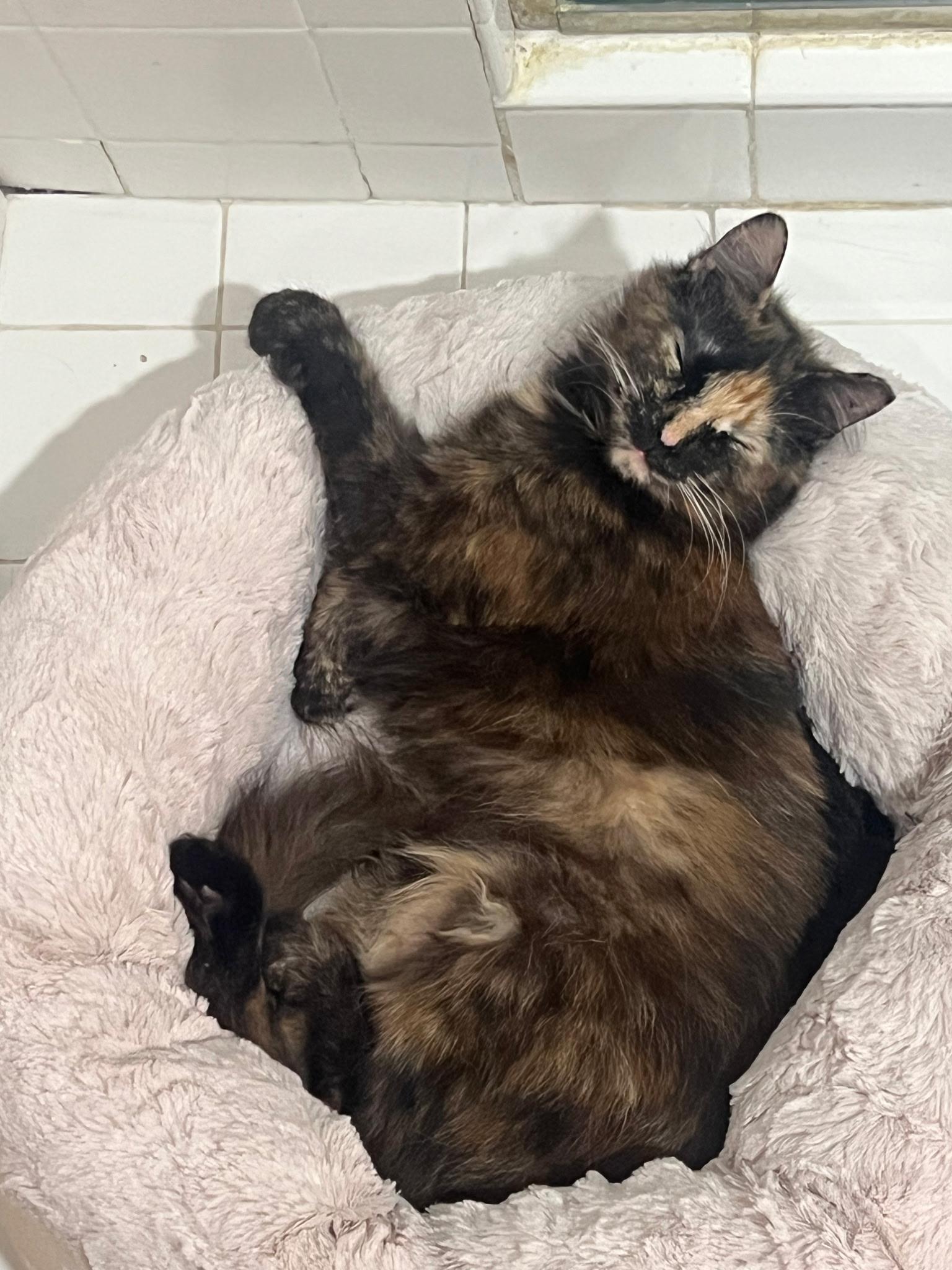 Enlarge Deedee, a Adoptable Domestic Medium Hair in East Hanover, NJ image 5/5