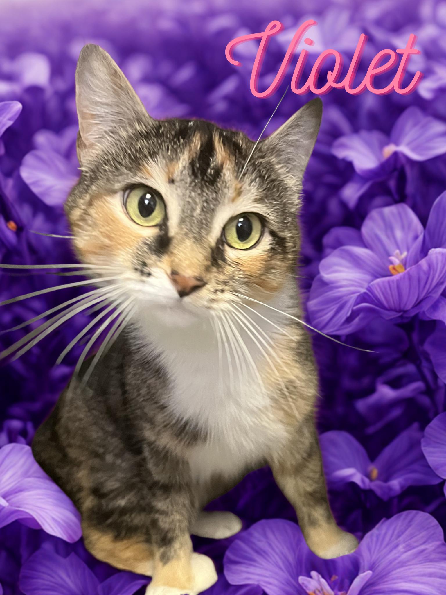 Violet, ADOPTABLE, Young Female Domestic Short Hair.