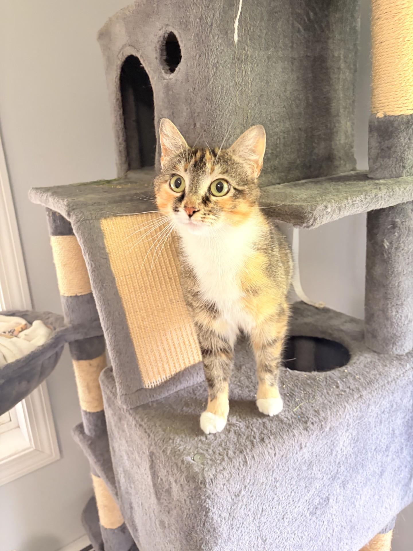 Enlarge Violet, a ADOPTABLE Domestic Short Hair in Orleans, VT image 3/3