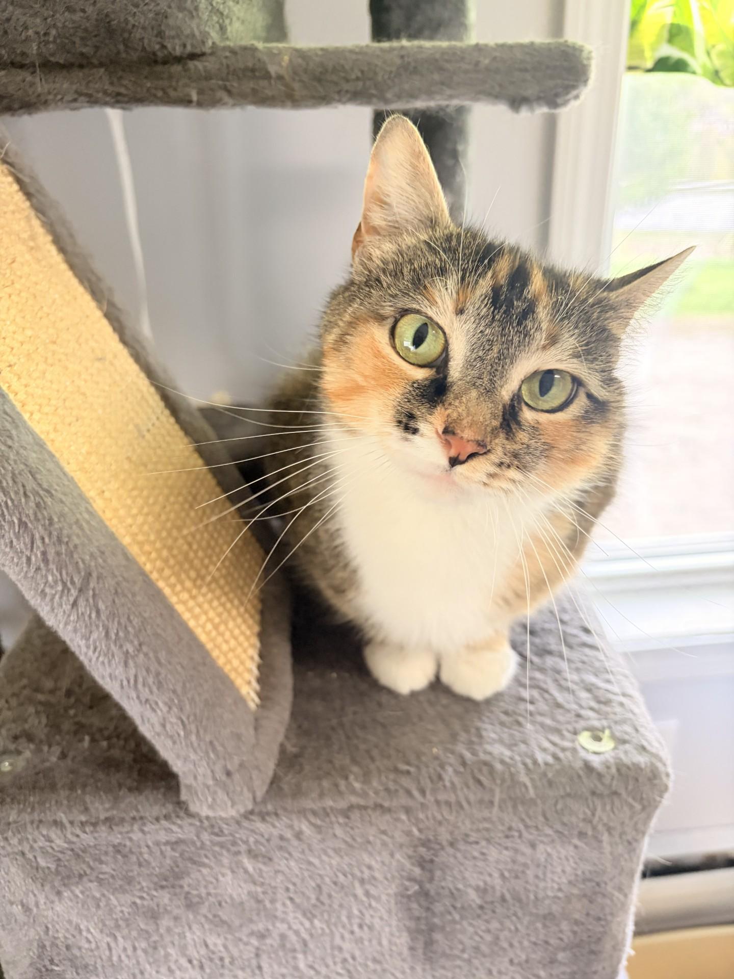 Enlarge Violet, a ADOPTABLE Domestic Short Hair in Orleans, VT image 2/3