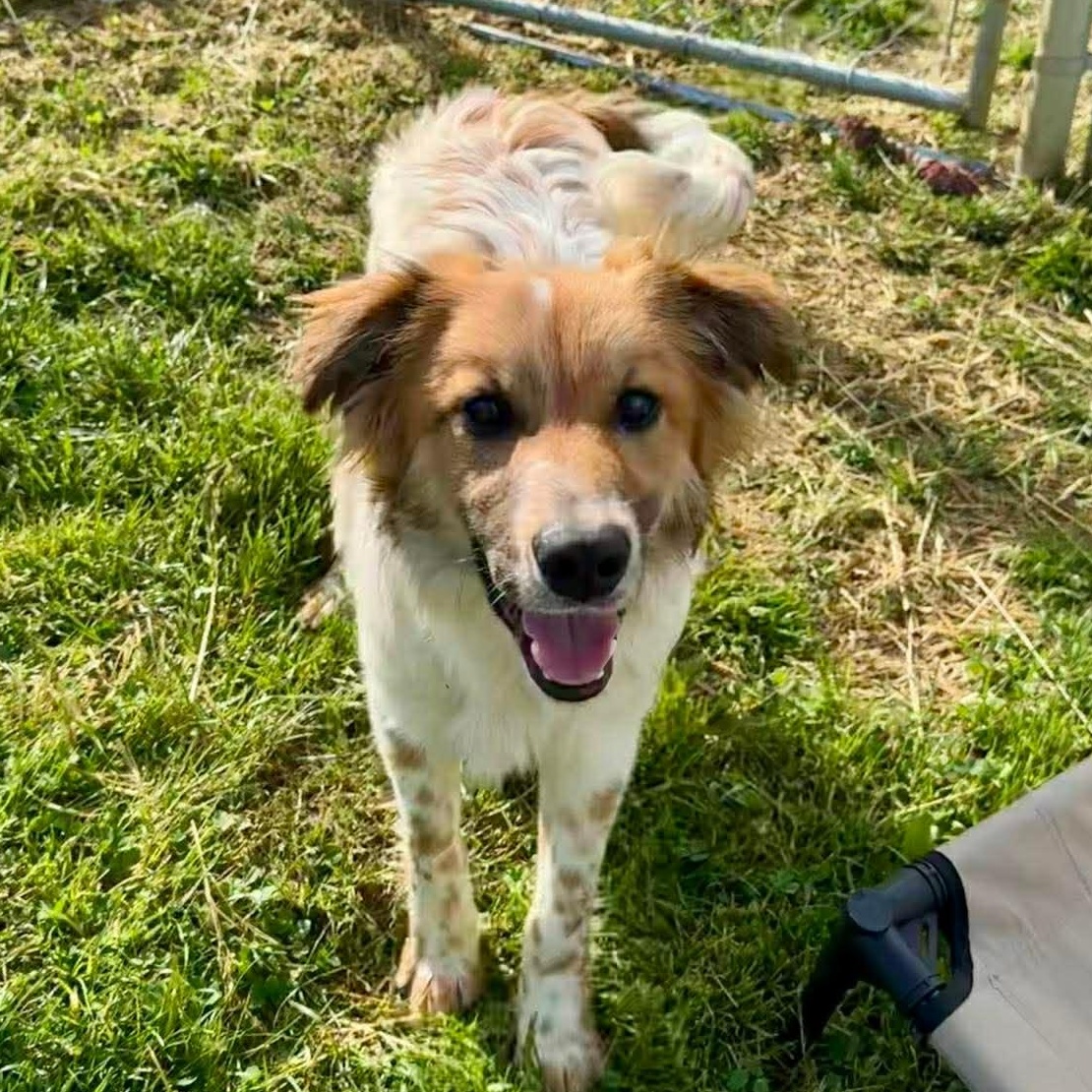 Enlarge Chip, an adopted mixed breed in East Hartland, CT image 2/6