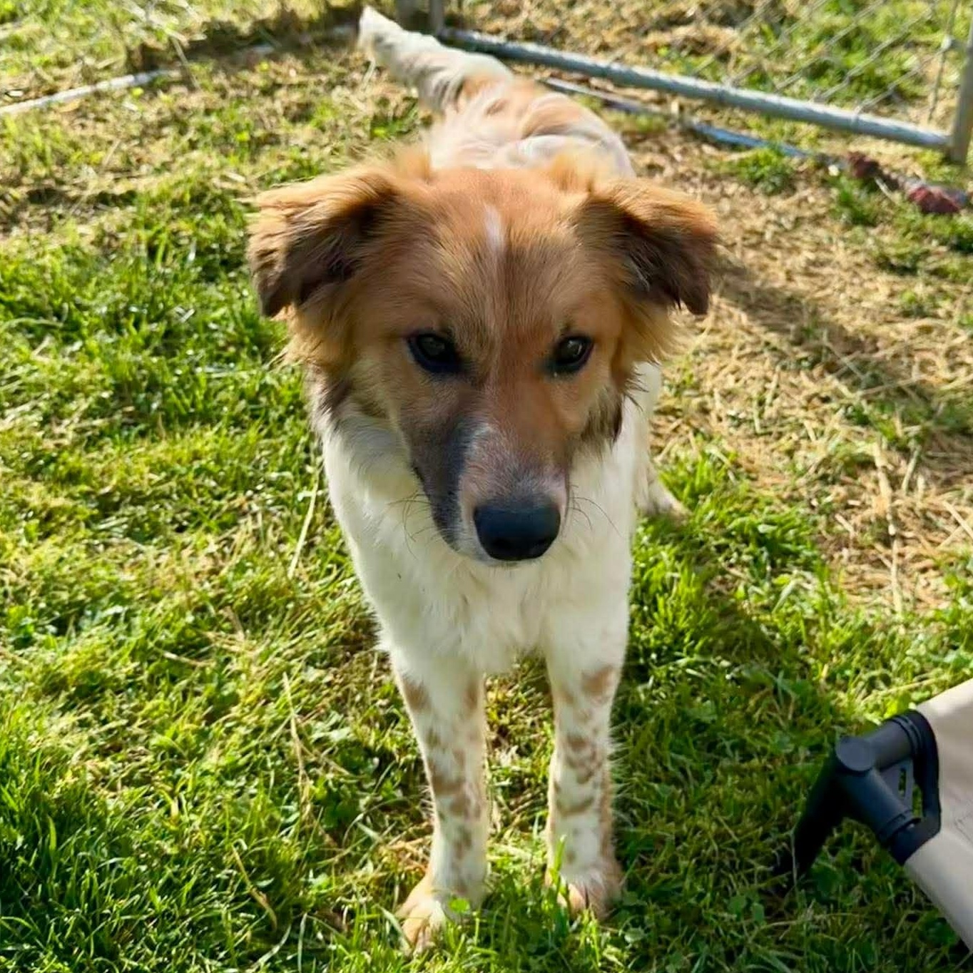 Enlarge Chip, an adopted mixed breed in East Hartland, CT image 3/6