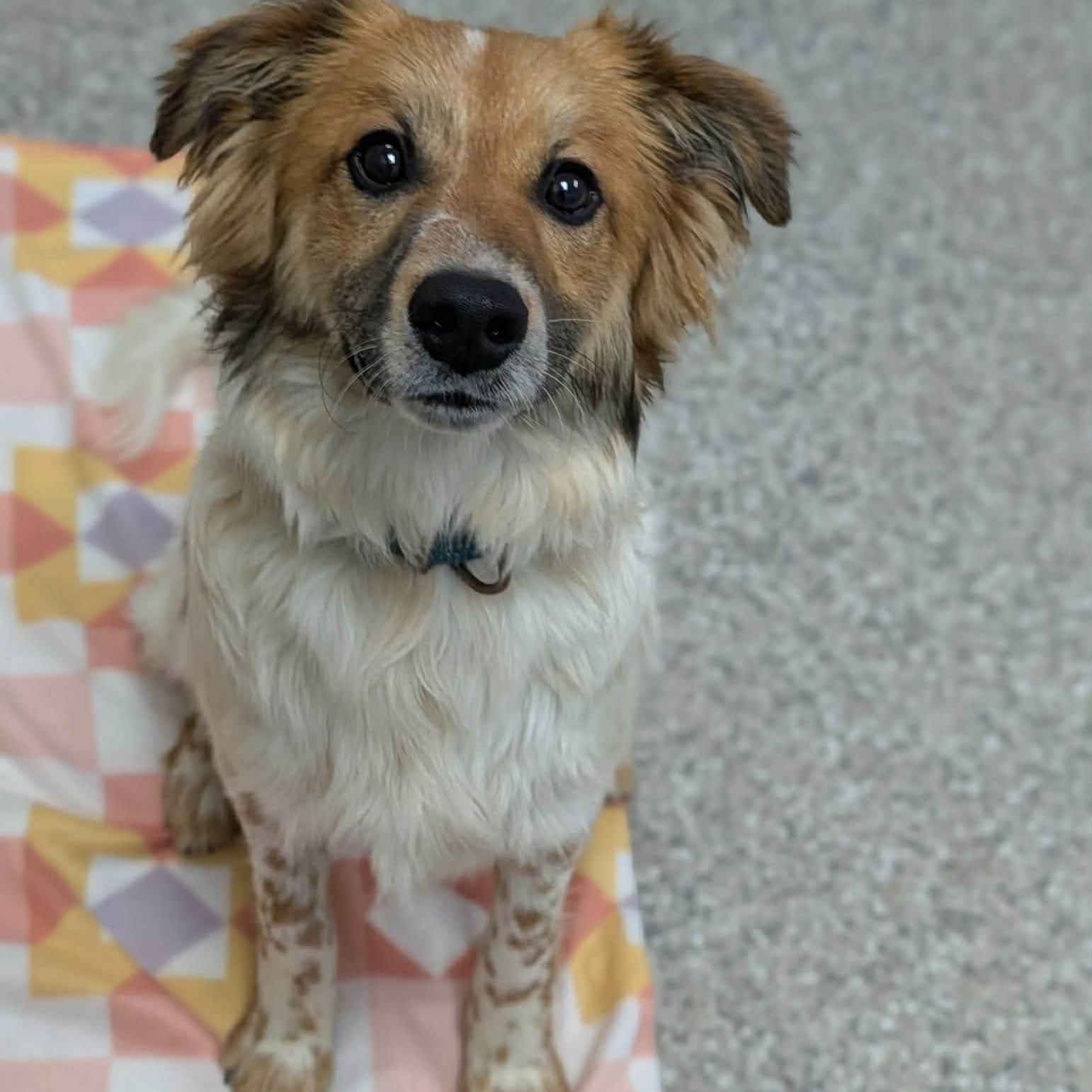 Enlarge Chip, an adopted mixed breed in East Hartland, CT image 5/6