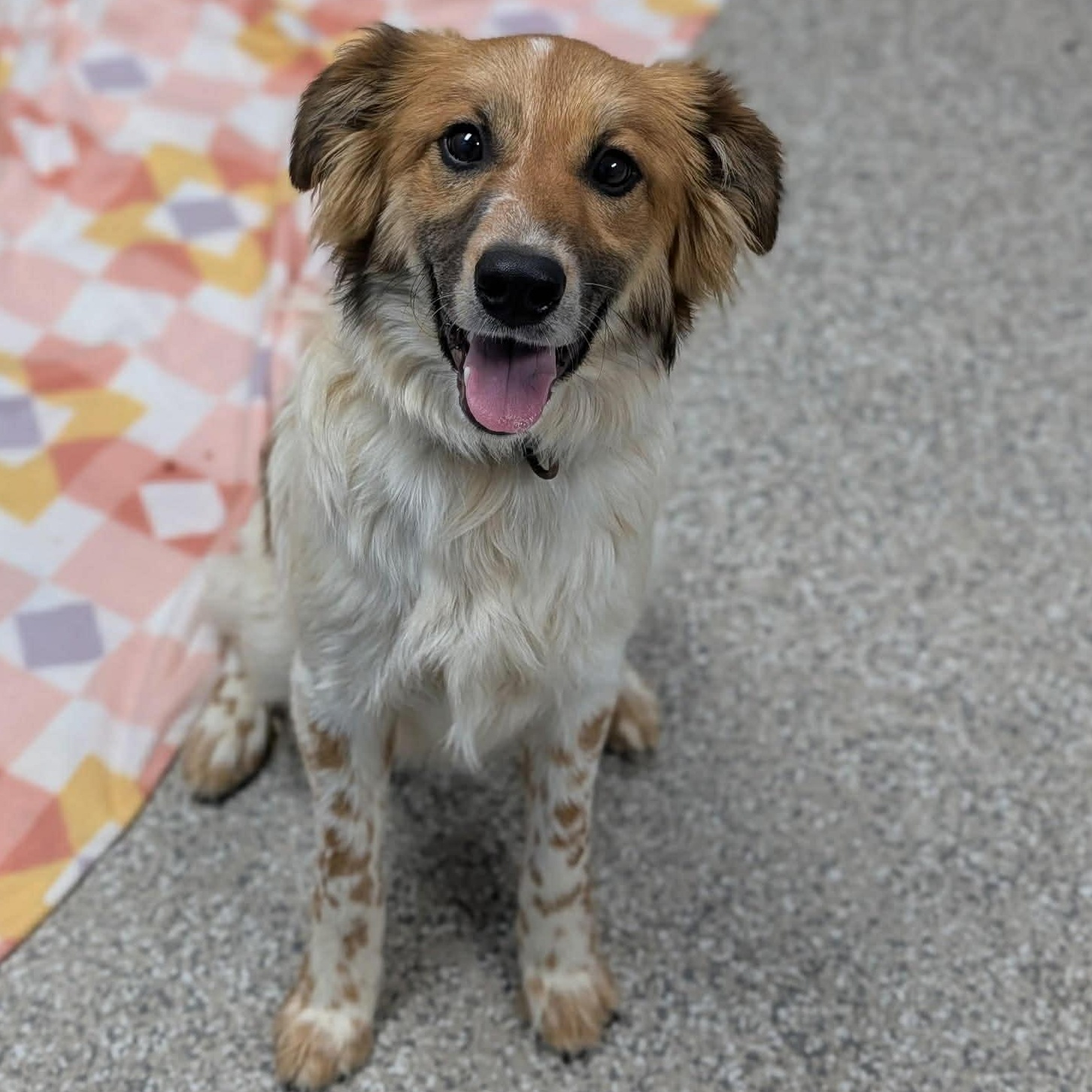 Chip, adopted, Young Male Collie & Australian Shepherd.