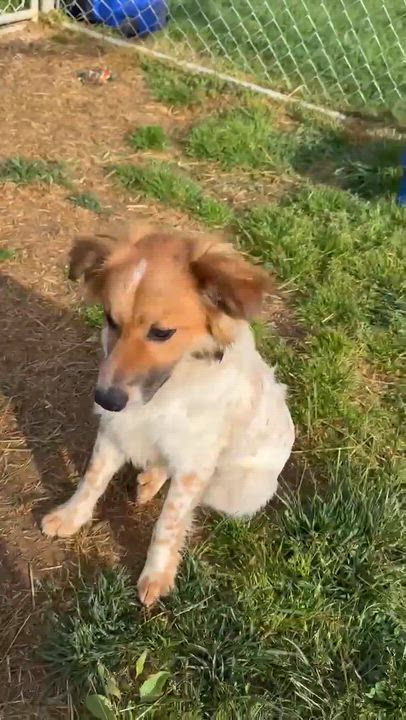 Enlarge Chip, an adopted mixed breed in East Hartland, CT video 6/6