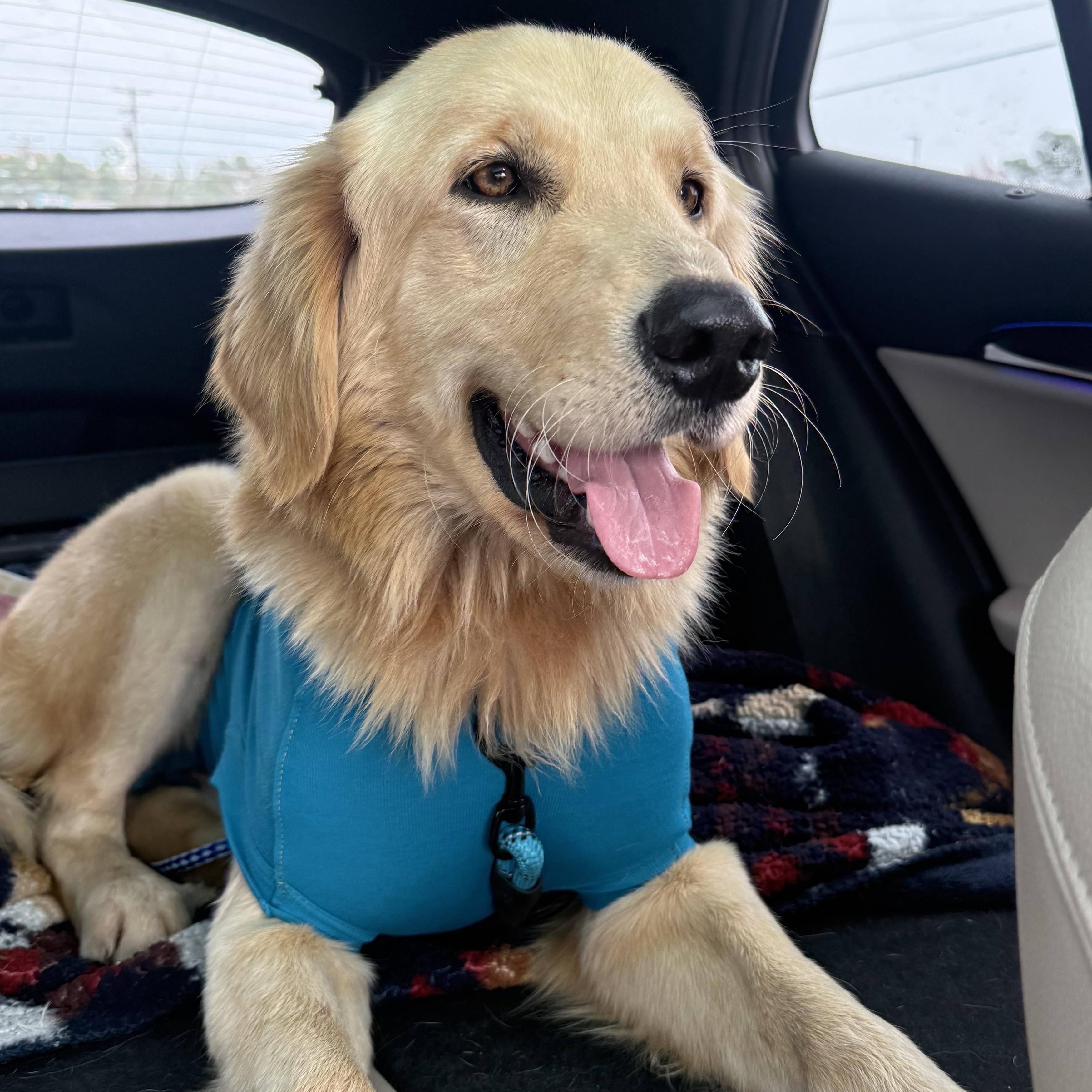 Gus, adopted, Young Male Golden Retriever.