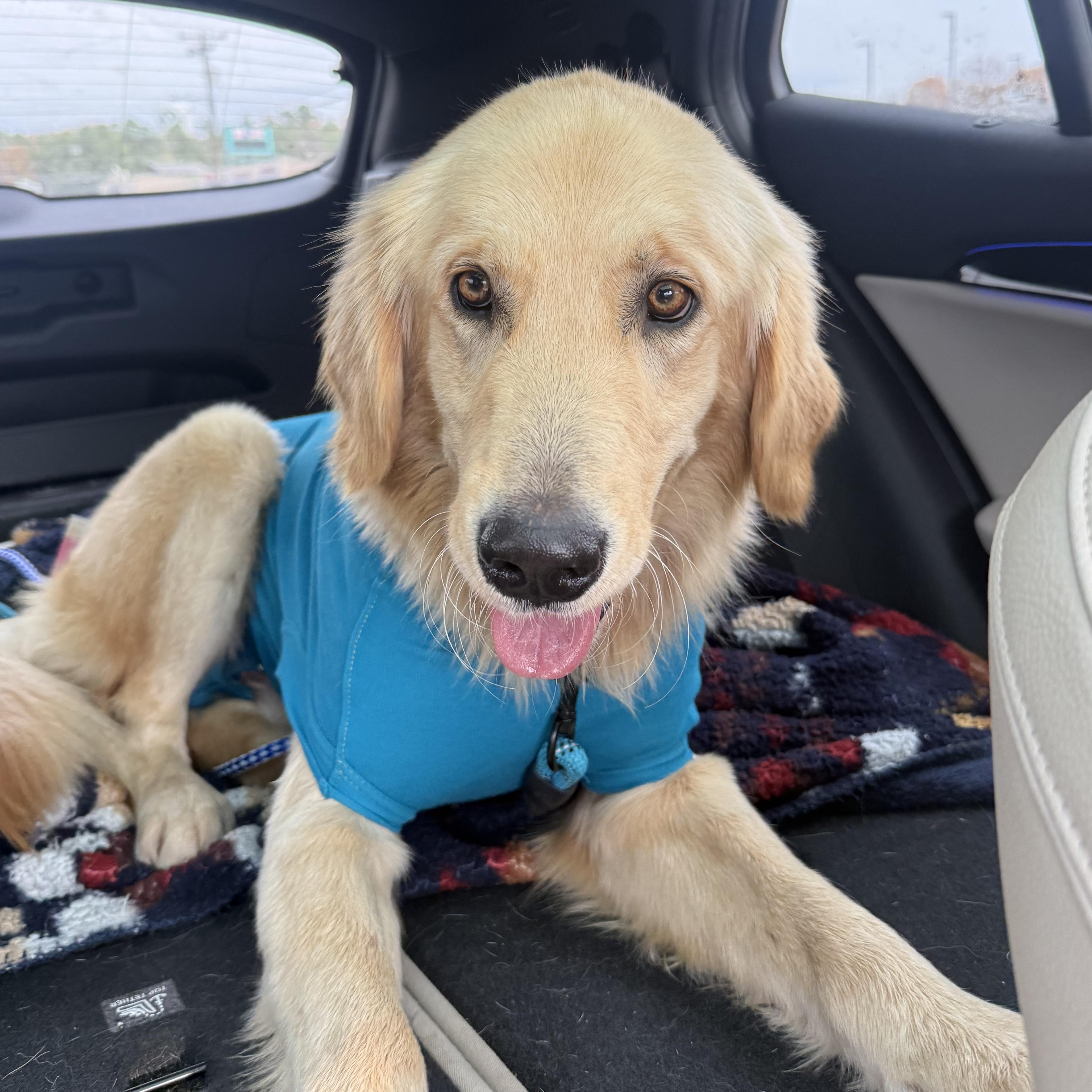 Enlarge Gus, an adopted Golden Retriever in Krum, TX image 3/4
