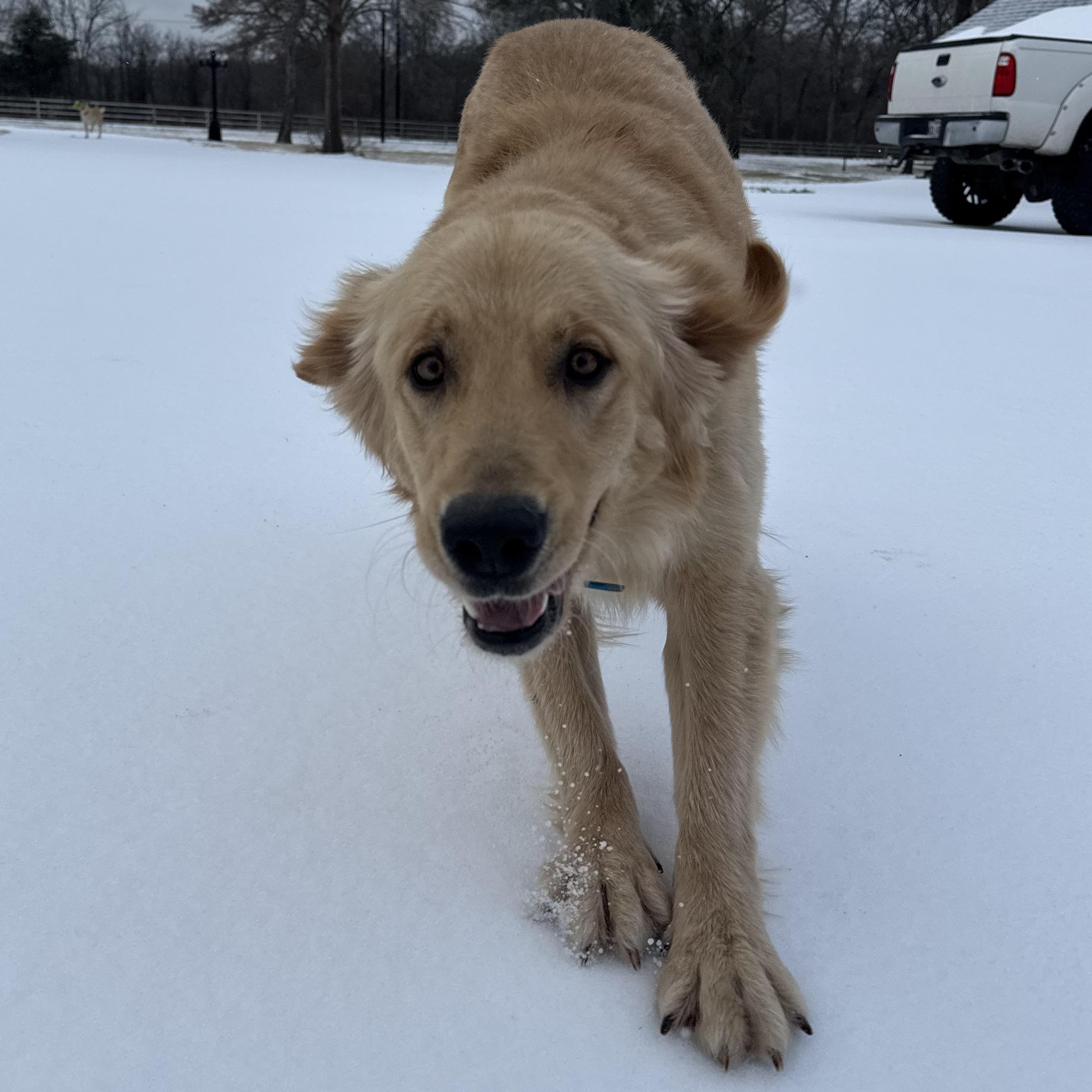 Enlarge Gus, an adopted Golden Retriever in Krum, TX image 2/4