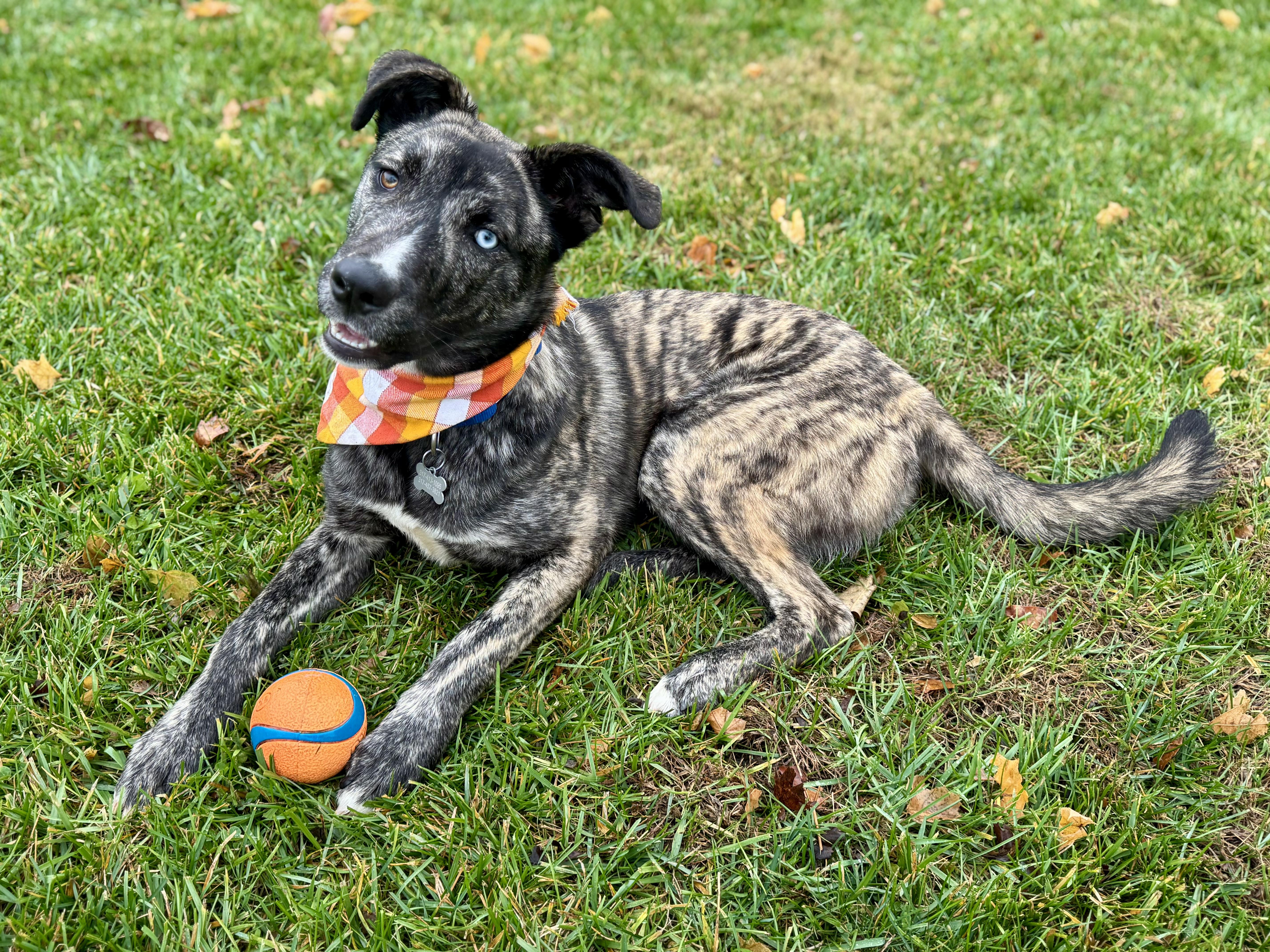 Steve, Adoptable, Young Male Shepherd & Husky.