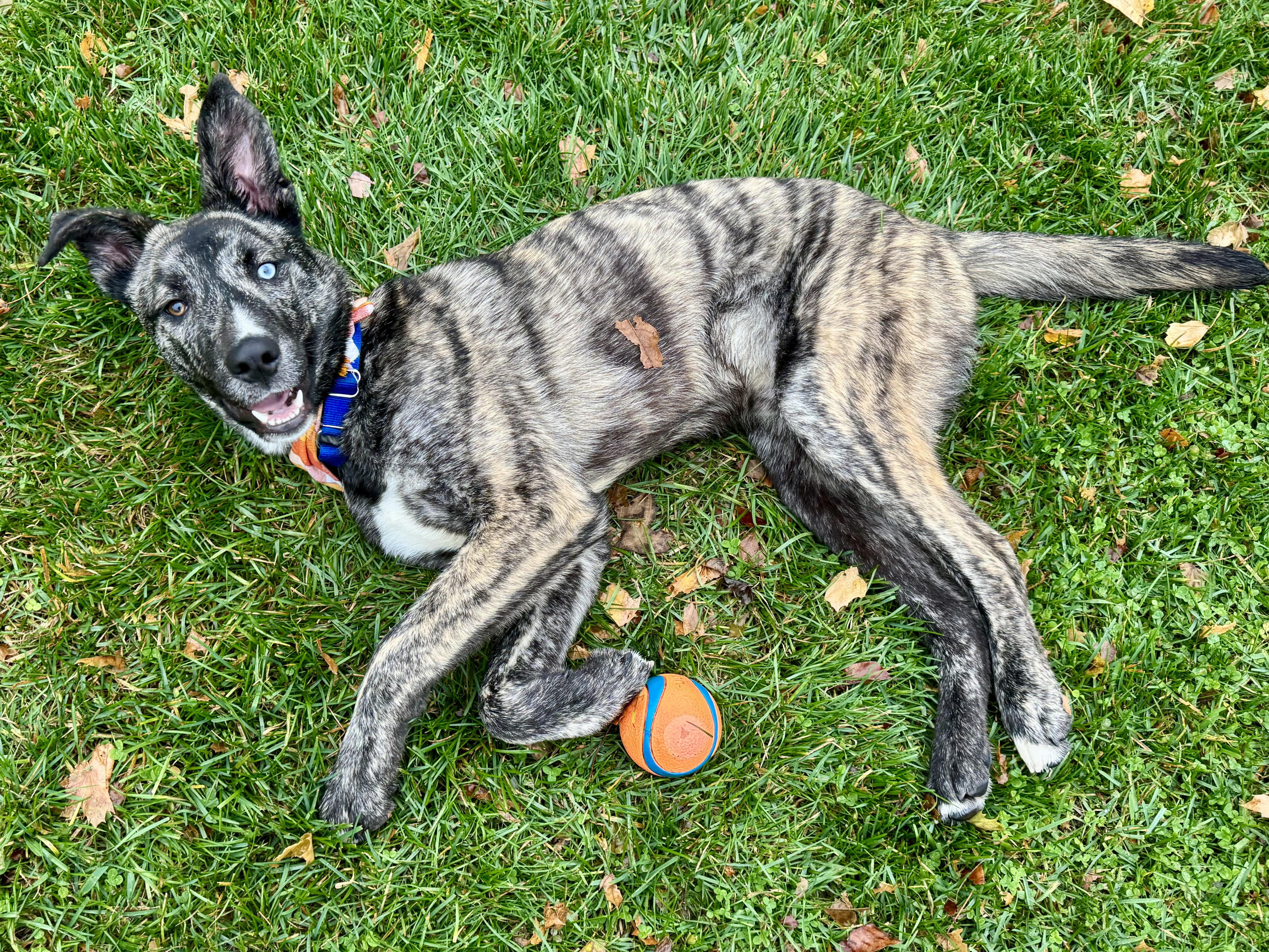 Enlarge Steve, a Adoptable mixed breed in Indianapolis, IN image 5/5