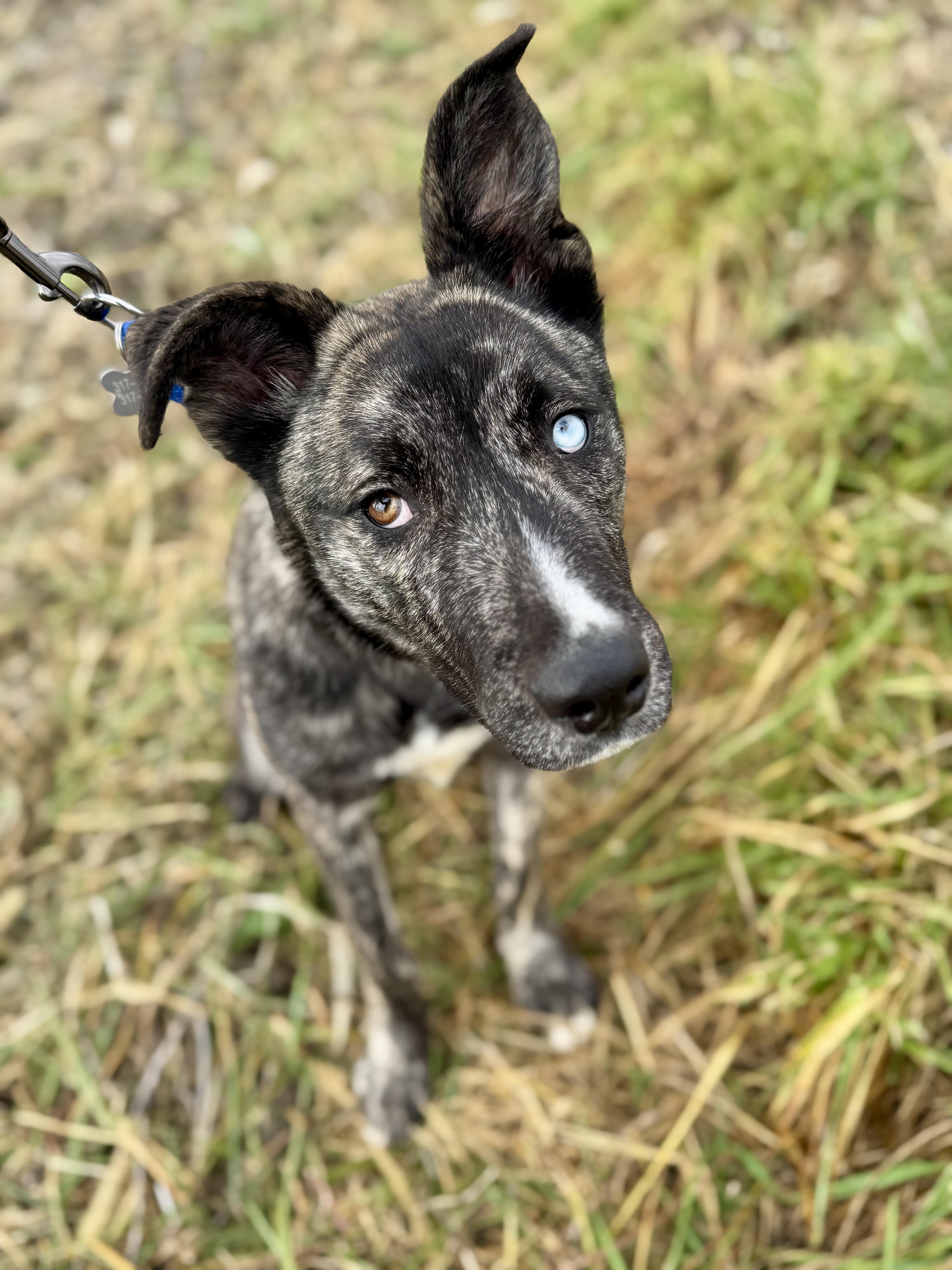 Enlarge Steve, a Adoptable mixed breed in Indianapolis, IN image 2/5