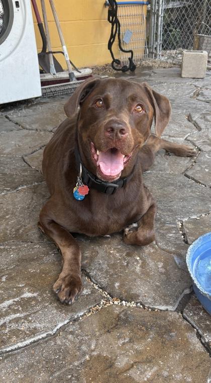 Enlarge Chief (Santana) IN FOSTER, a Adoptable mixed breed in New Orleans, LA image 1/3