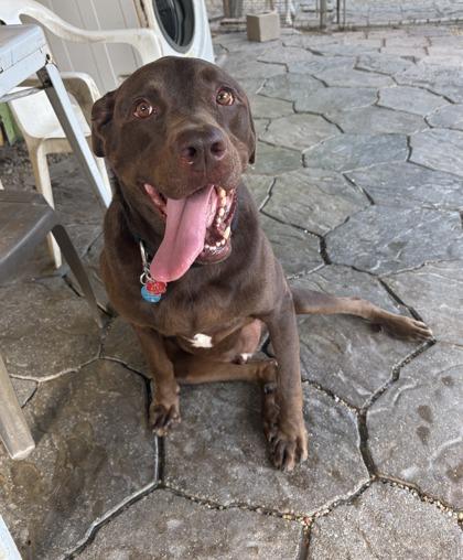 Enlarge Chief (Santana) IN FOSTER, a Adoptable mixed breed in New Orleans, LA image 2/3