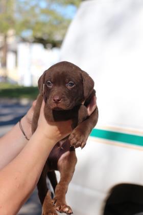 Enlarge Chief (Santana) IN FOSTER, a Adoptable mixed breed in New Orleans, LA image 3/3