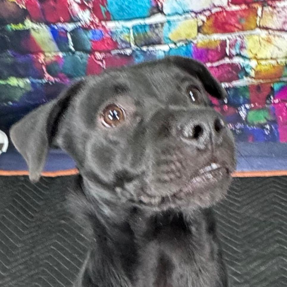 Celo, Adoptable, Young Male Mixed Breed.