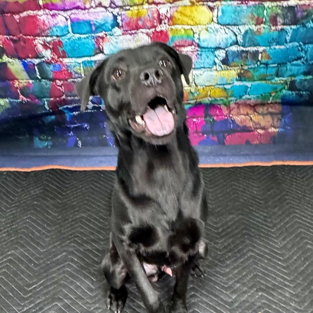 Celo, a Adoptable Mixed Breed in Franklin, NC image 2/4